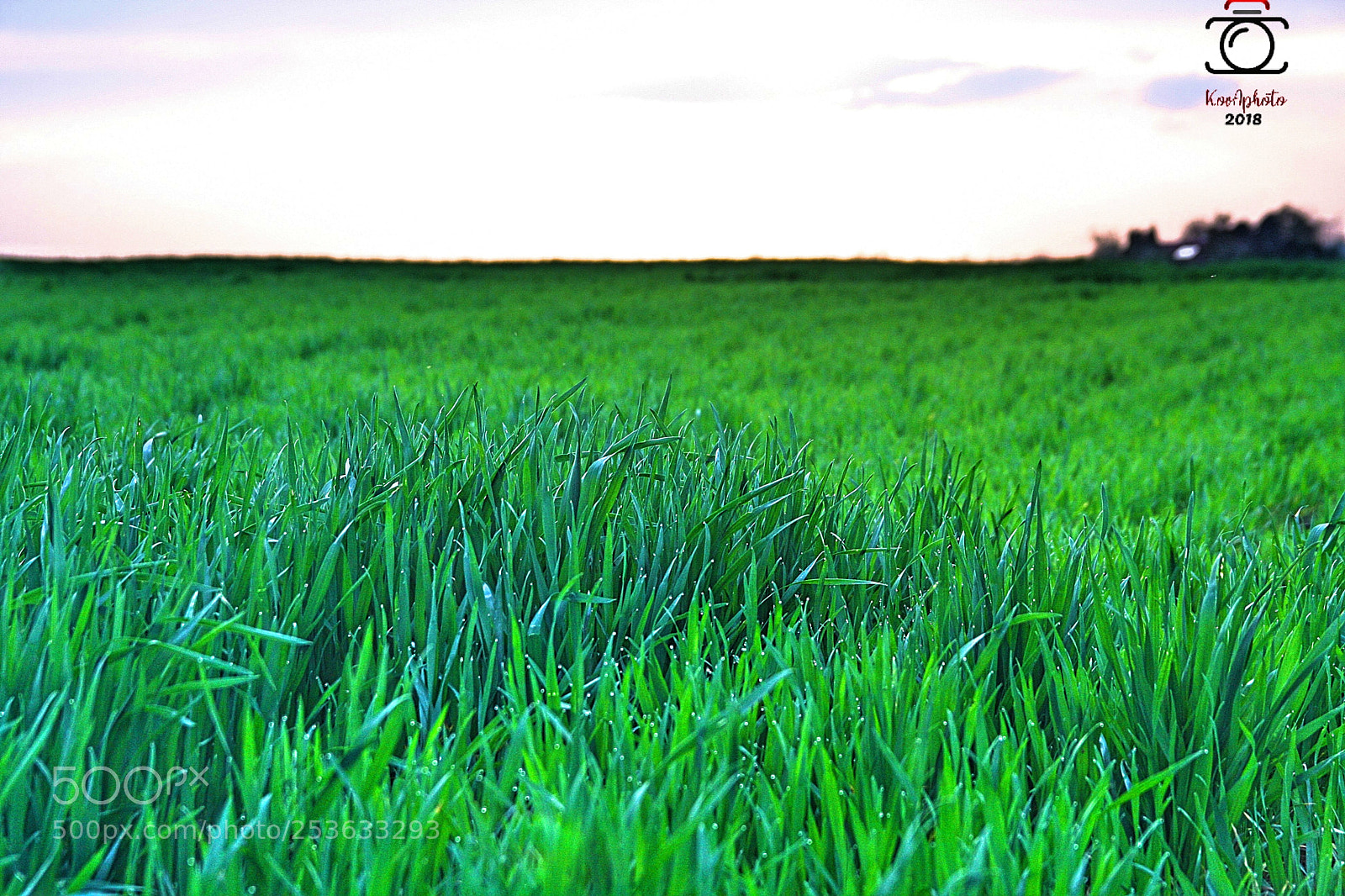 Canon EOS 40D sample photo. Untitled photography