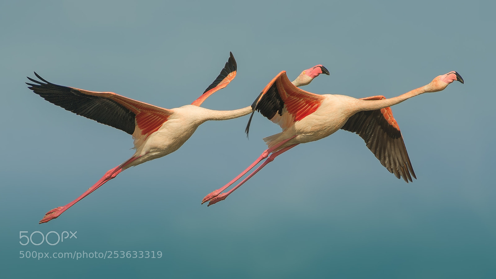Nikon D600 sample photo. Flying with flamingos photography