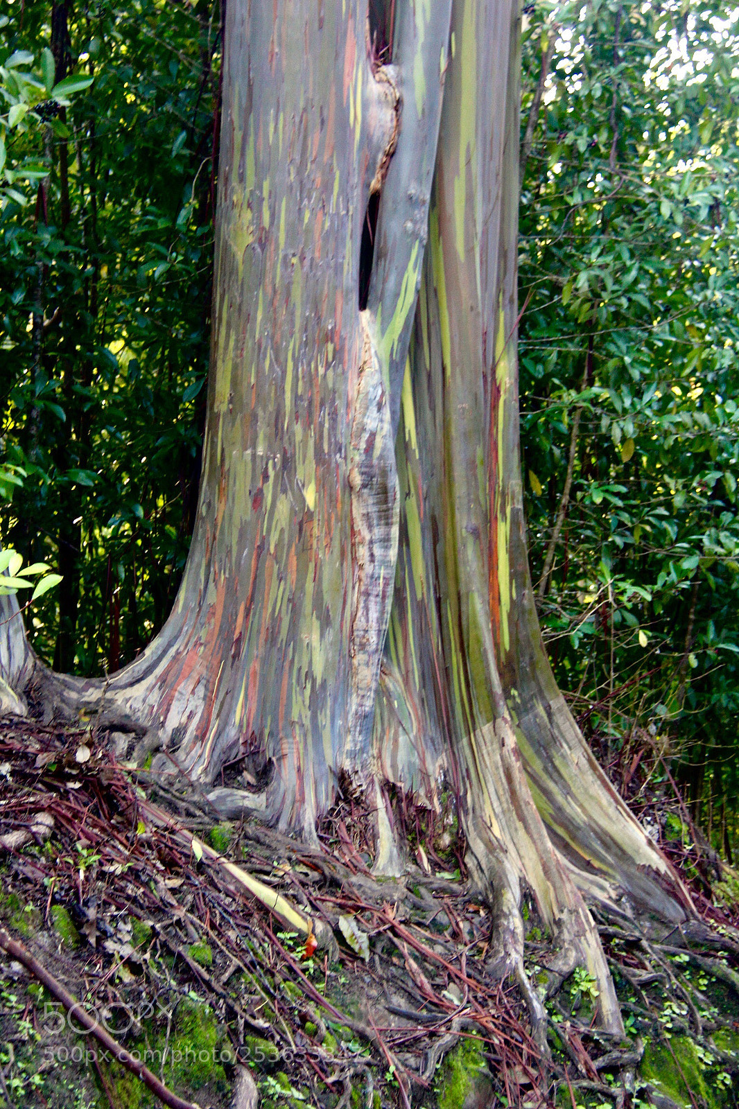 Canon EOS 60D sample photo. Eucalyptus tree photography