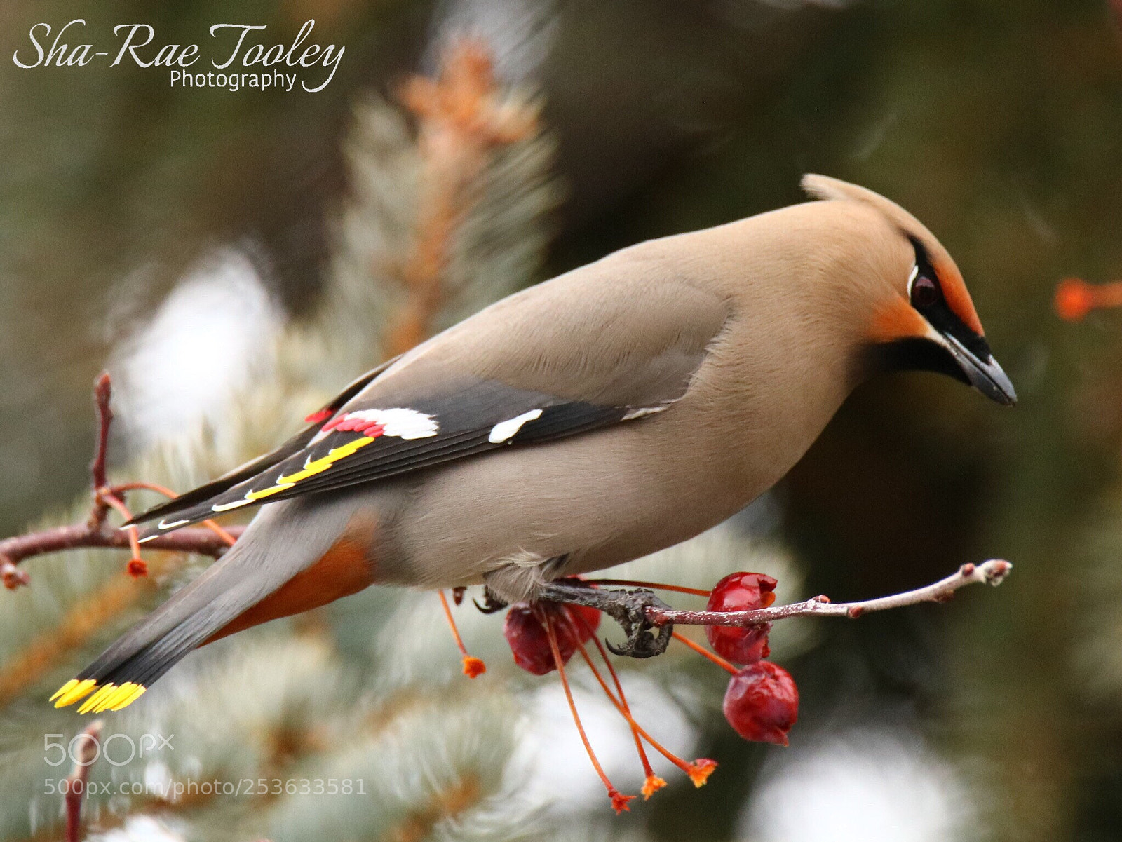 Canon EOS 750D (EOS Rebel T6i / EOS Kiss X8i) sample photo. Bohemian waxwing  photography