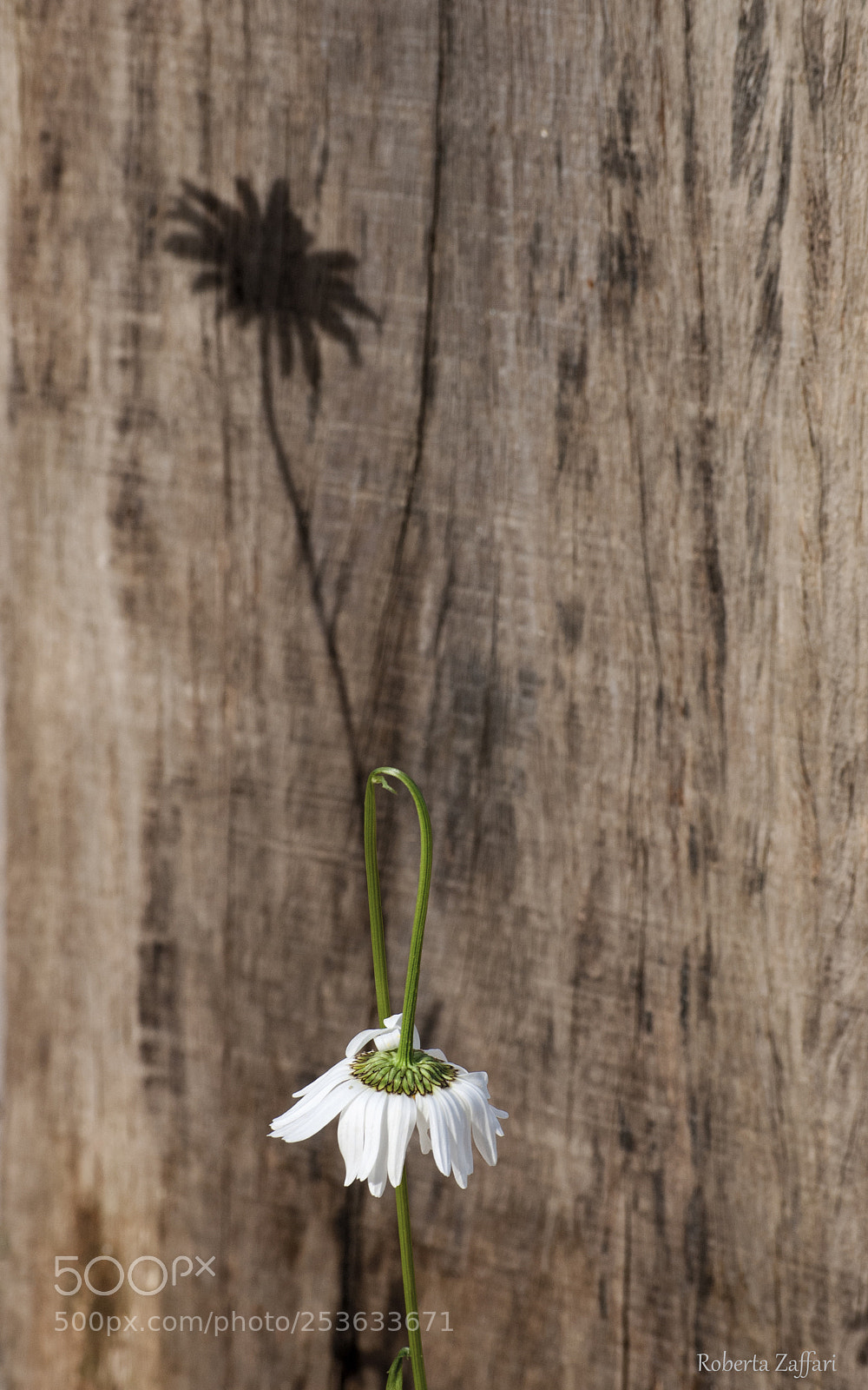 Nikon D3000 sample photo. Shadow photography