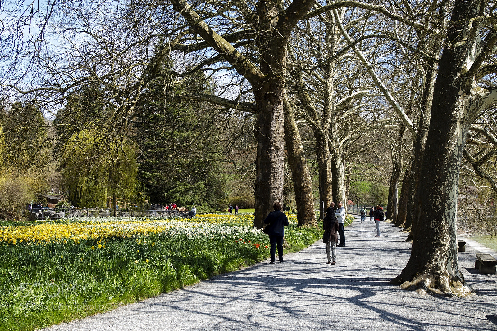 Olympus PEN-F sample photo. Spring time mainau, bodensee photography