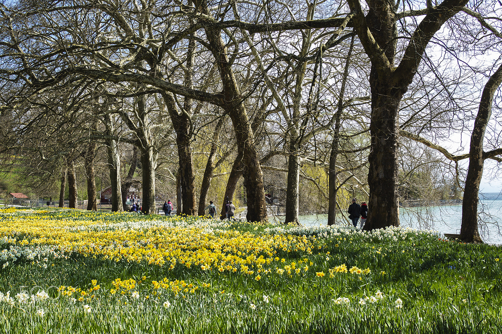Olympus PEN-F sample photo. Spring time mainau, bodensee photography