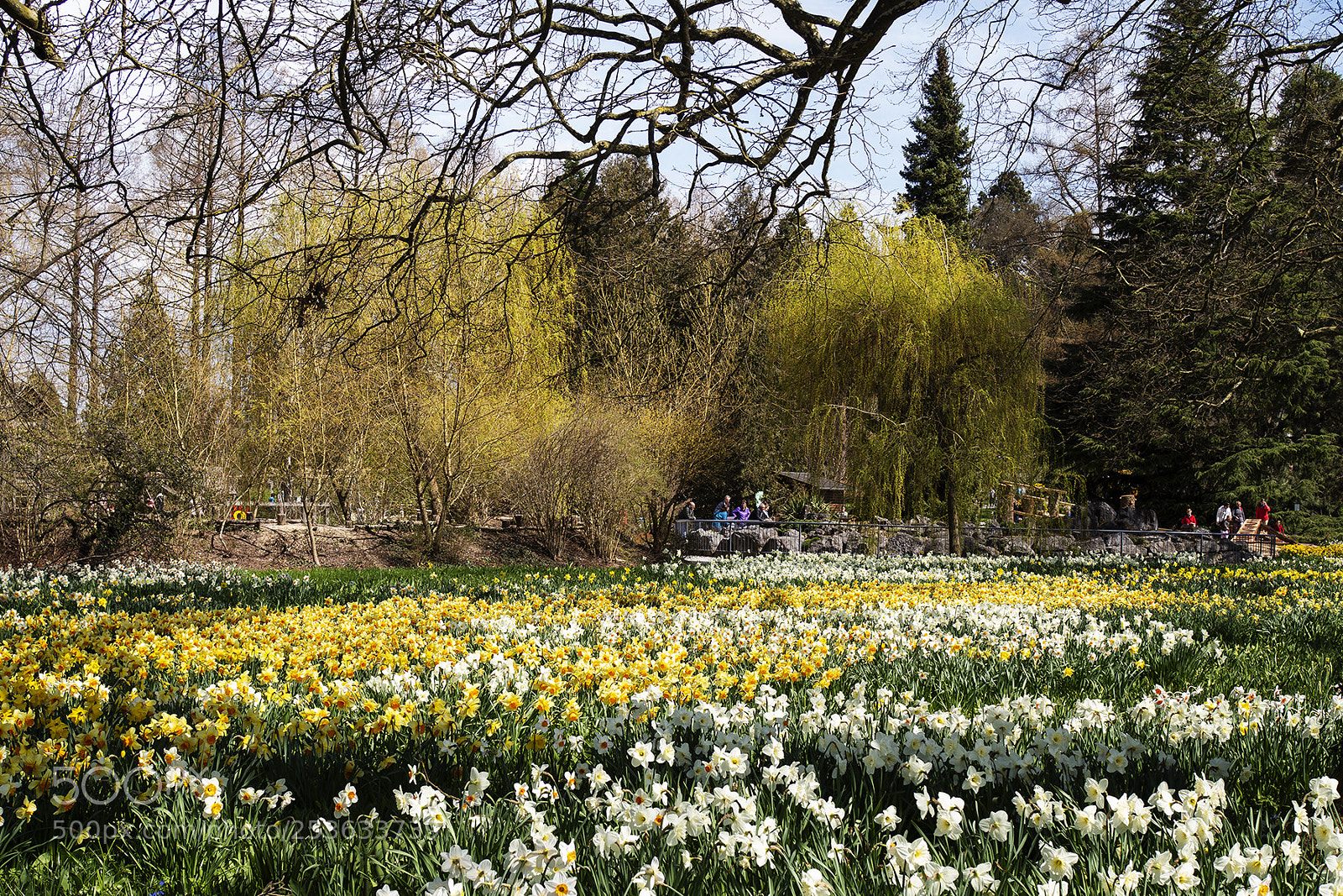 Olympus PEN-F sample photo. Spring time mainau, bodensee photography