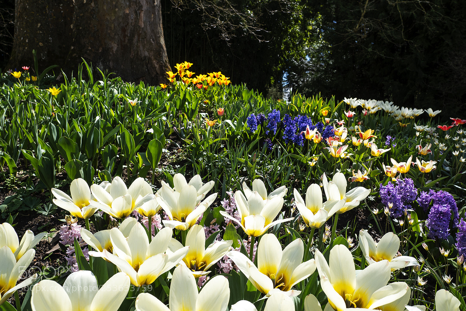 Olympus PEN-F sample photo. Spring time mainau, bodensee photography