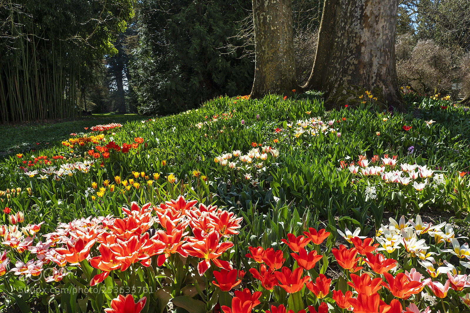 Olympus PEN-F sample photo. Spring time mainau, bodensee photography