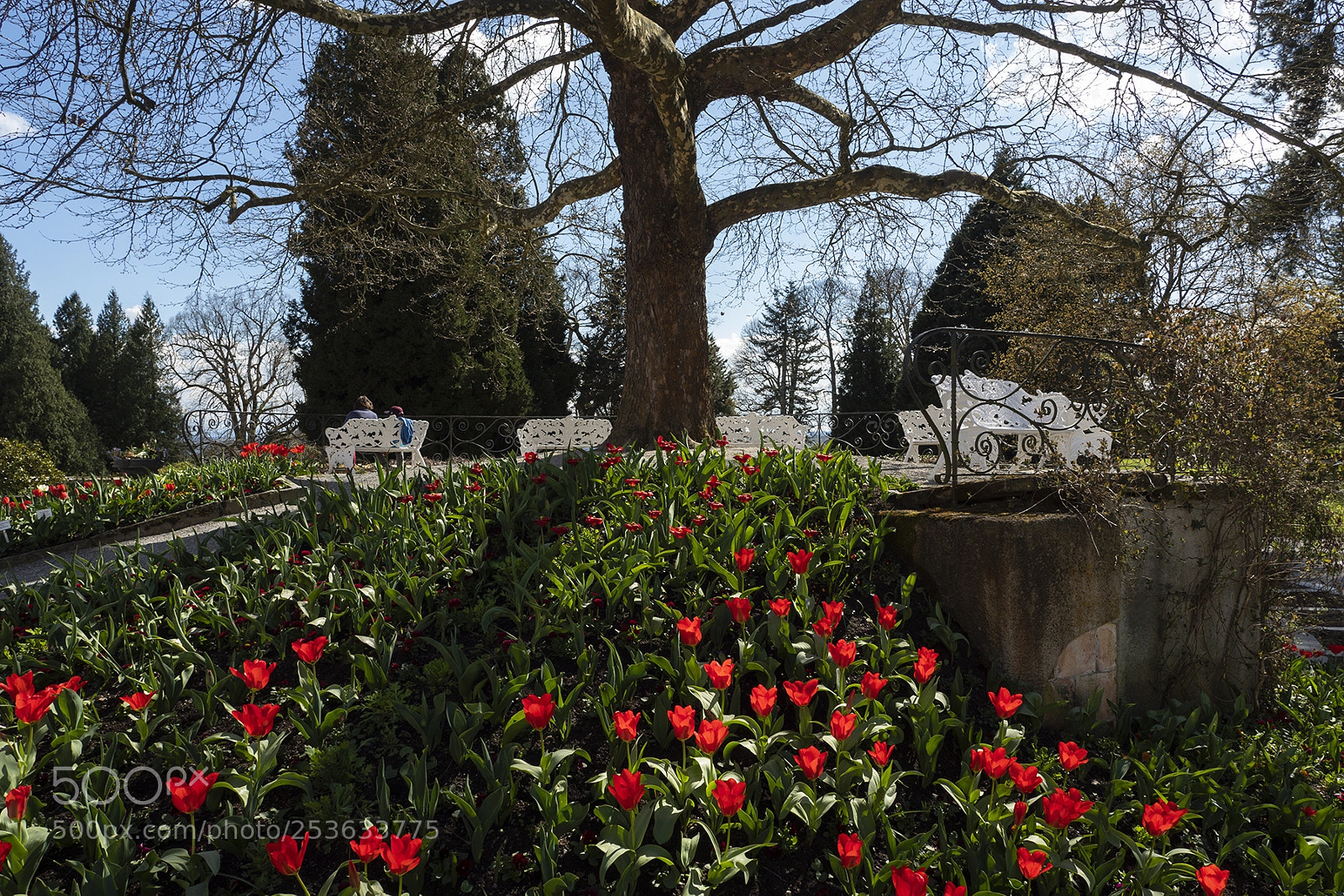 Olympus PEN-F sample photo. Spring time mainau, bodensee photography