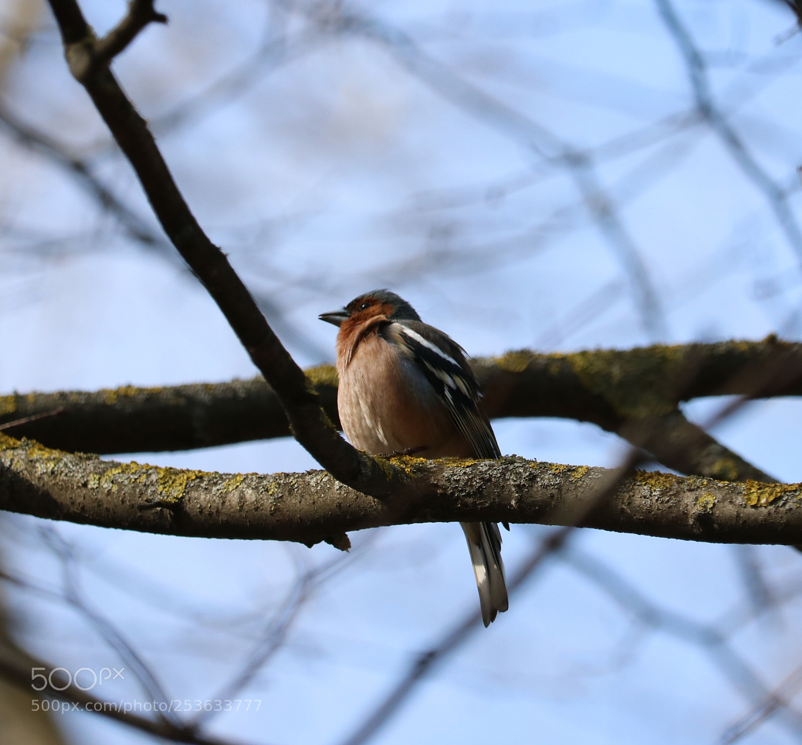 Canon EOS 750D (EOS Rebel T6i / EOS Kiss X8i) sample photo. Untitled photography