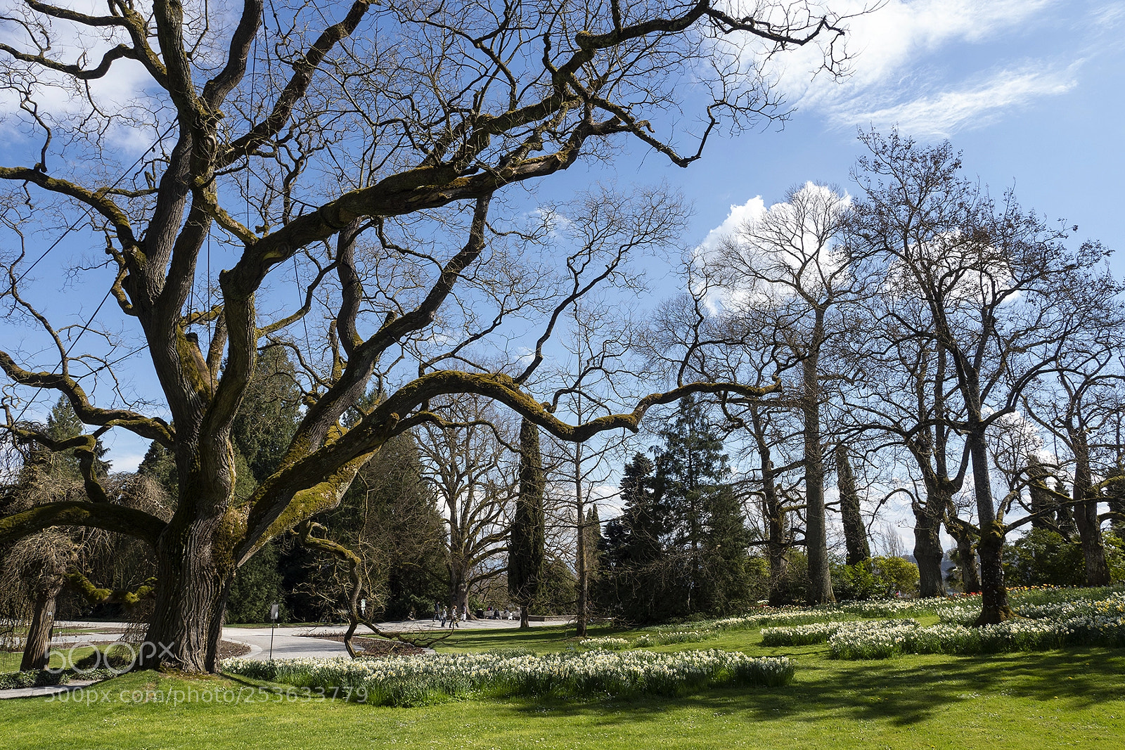 Olympus PEN-F sample photo. Spring time mainau, bodensee photography