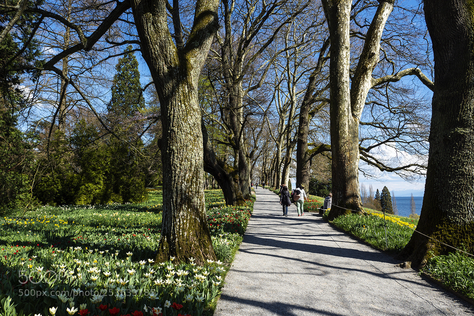 Olympus PEN-F sample photo. Spring time mainau, bodensee photography