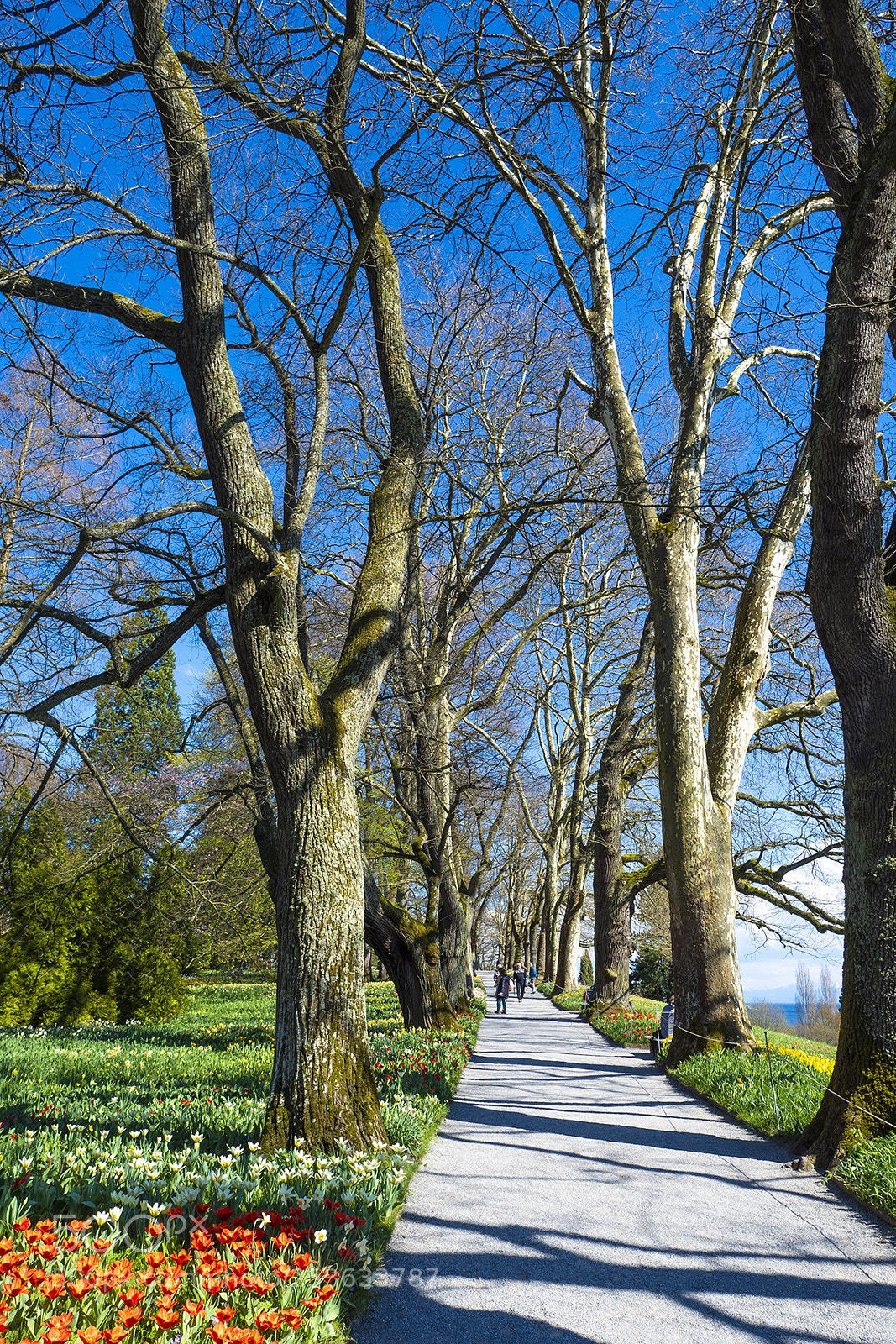 Olympus PEN-F sample photo. Spring time mainau, bodensee photography