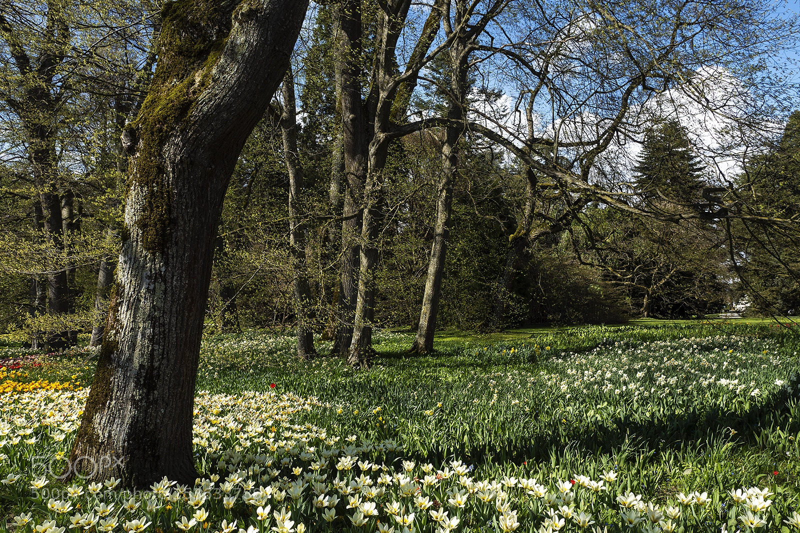 Olympus PEN-F sample photo. Spring time mainau, bodensee photography