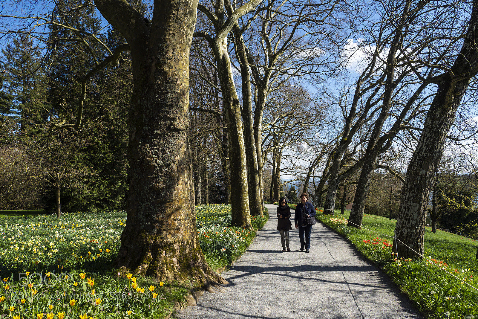 Olympus PEN-F sample photo. Spring time mainau, bodensee photography