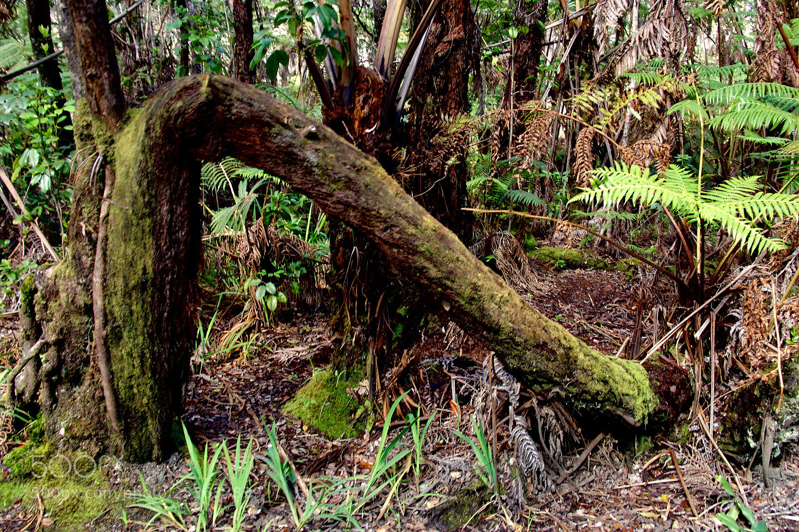 Canon EOS 60D sample photo. Bent tree photography