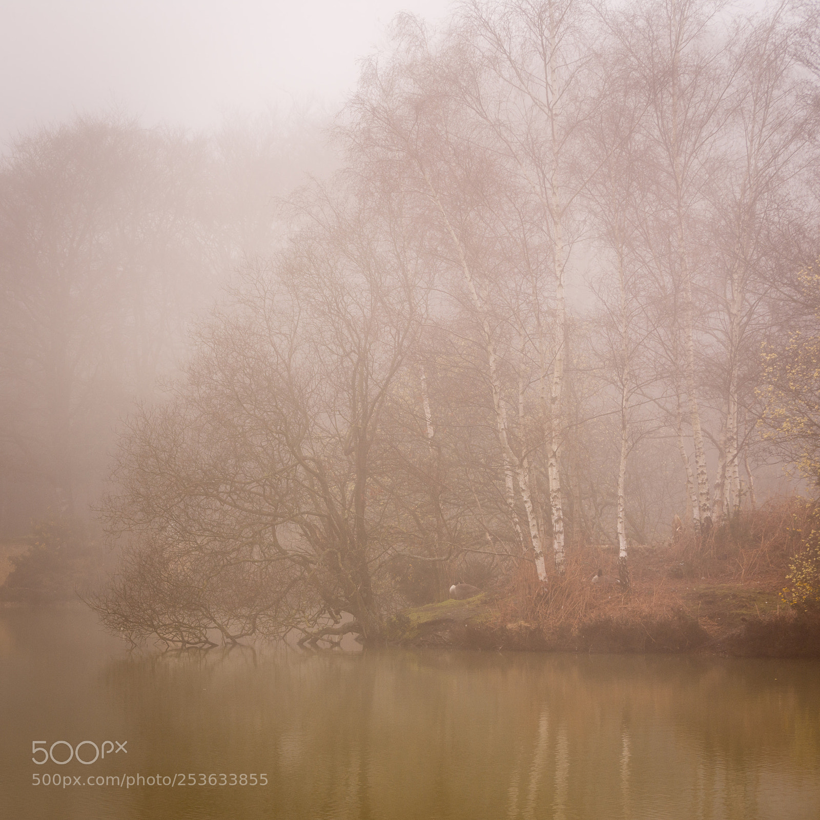 Nikon D7200 sample photo. Island in the mist photography
