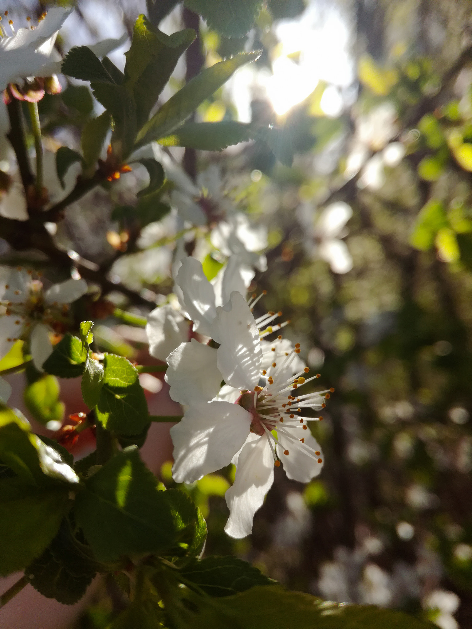 HUAWEI Honor 5C sample photo. Spring vibes photography