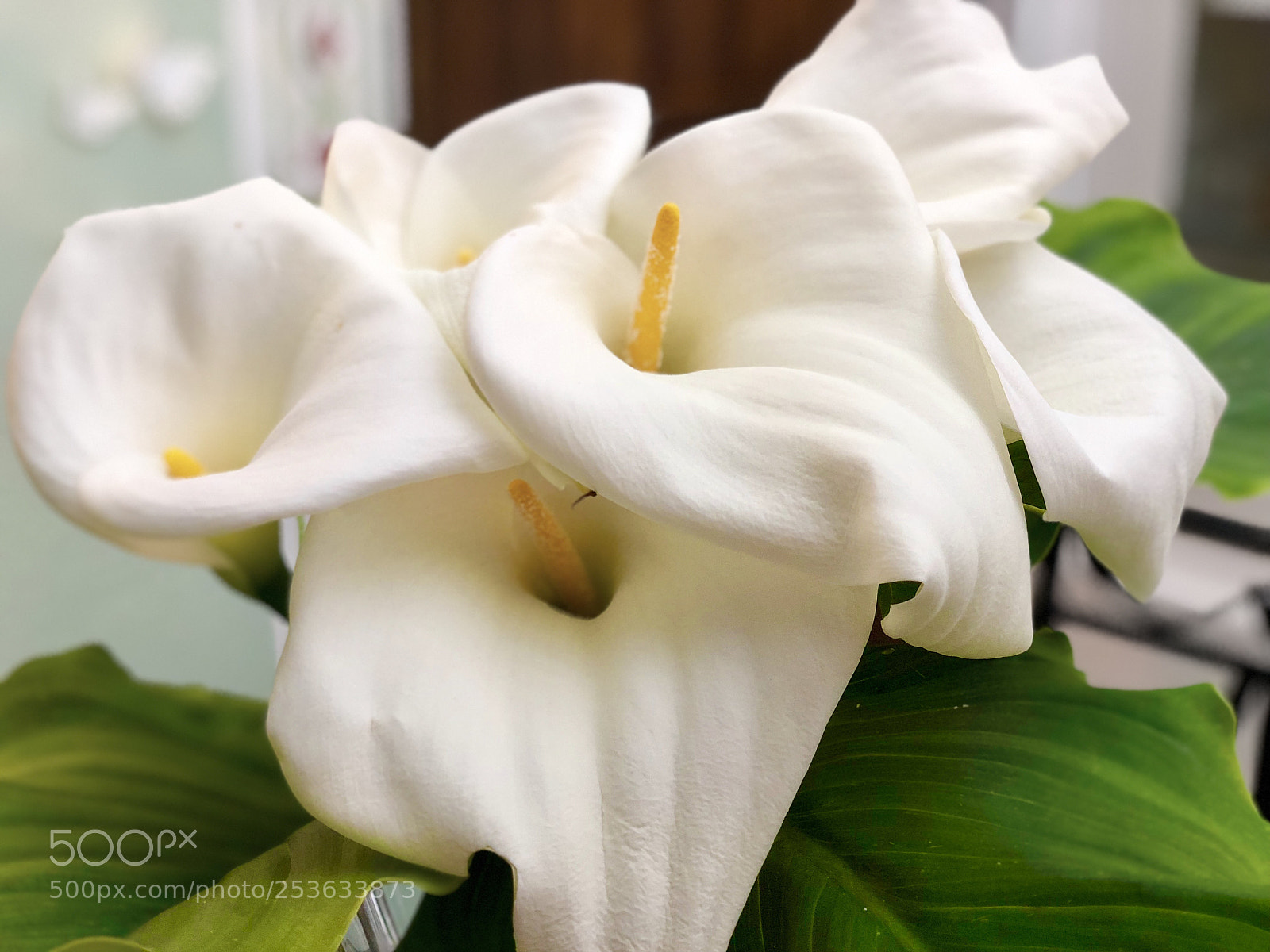 Apple iPhone X sample photo. Untitled photography