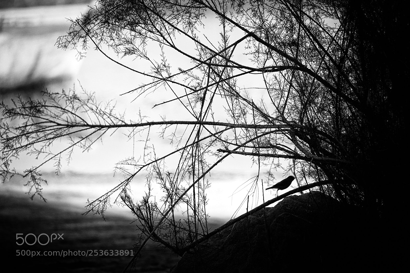 Canon EOS 5D Mark II sample photo. Untitled photography