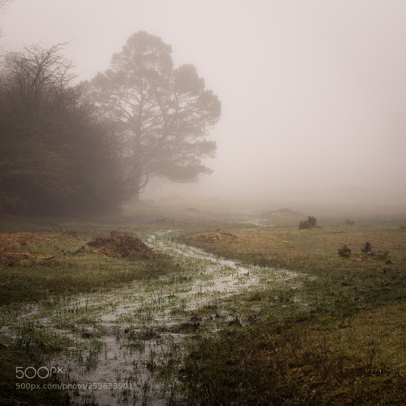 Nikon D7200 sample photo. Into the mist photography