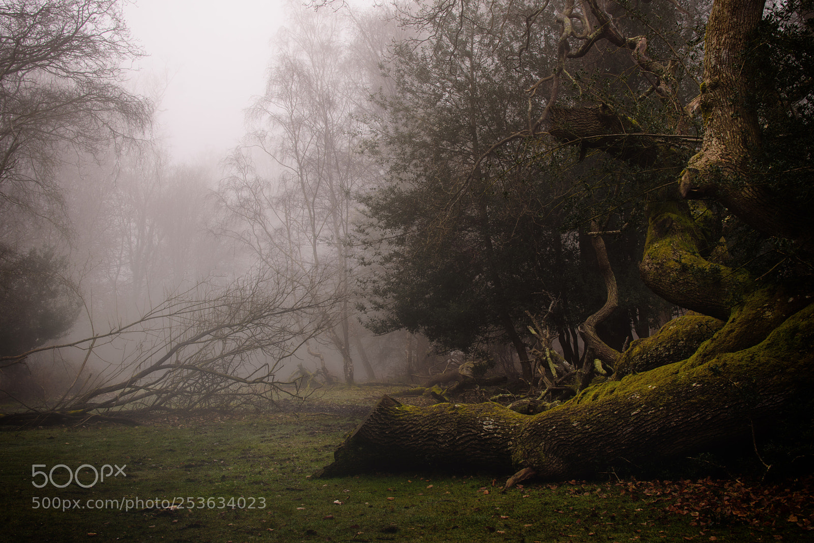 Nikon D7200 sample photo. The fallen photography
