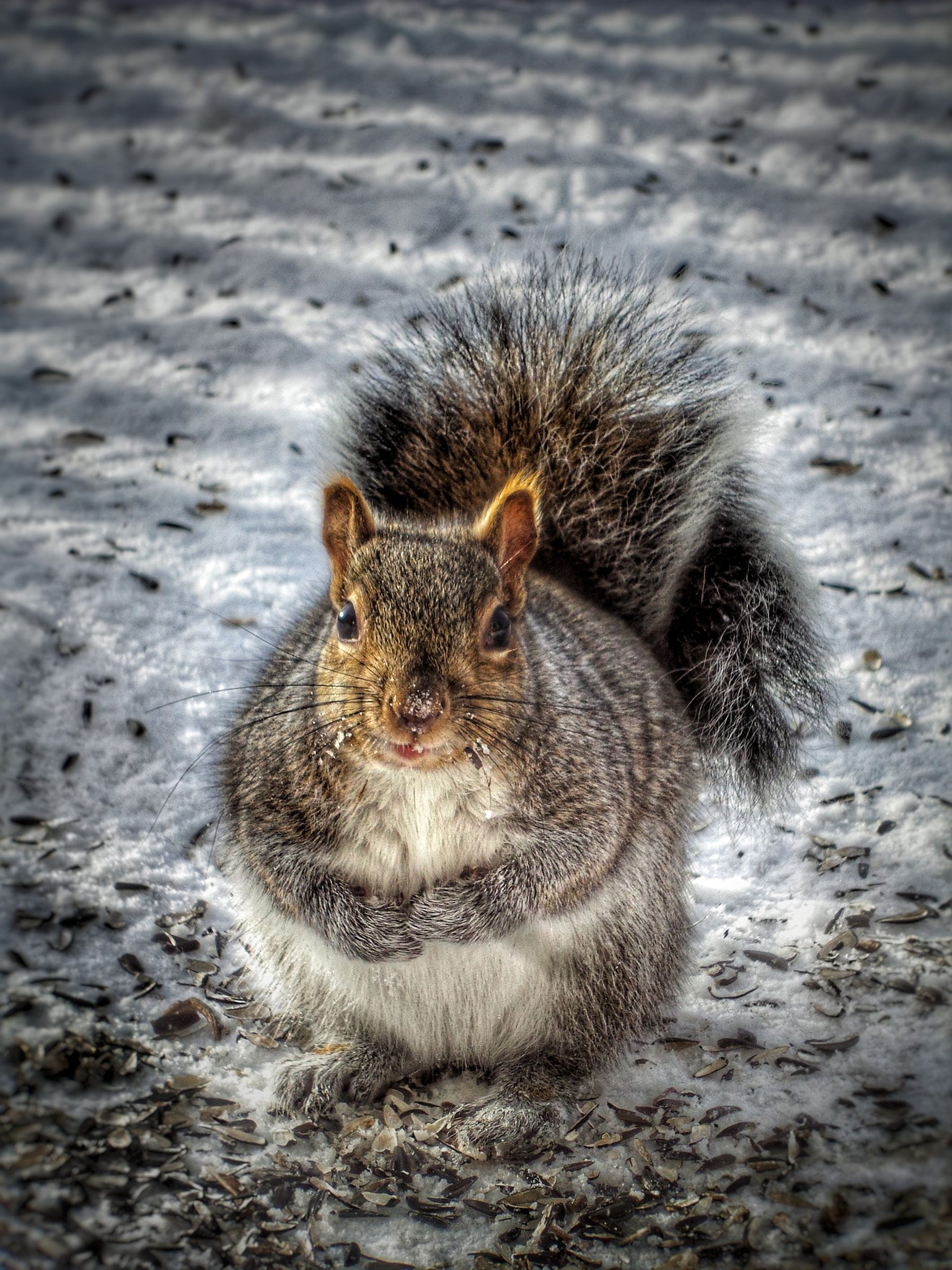 Samsung Galaxy S4 Zoom sample photo. Got peanuts? photography