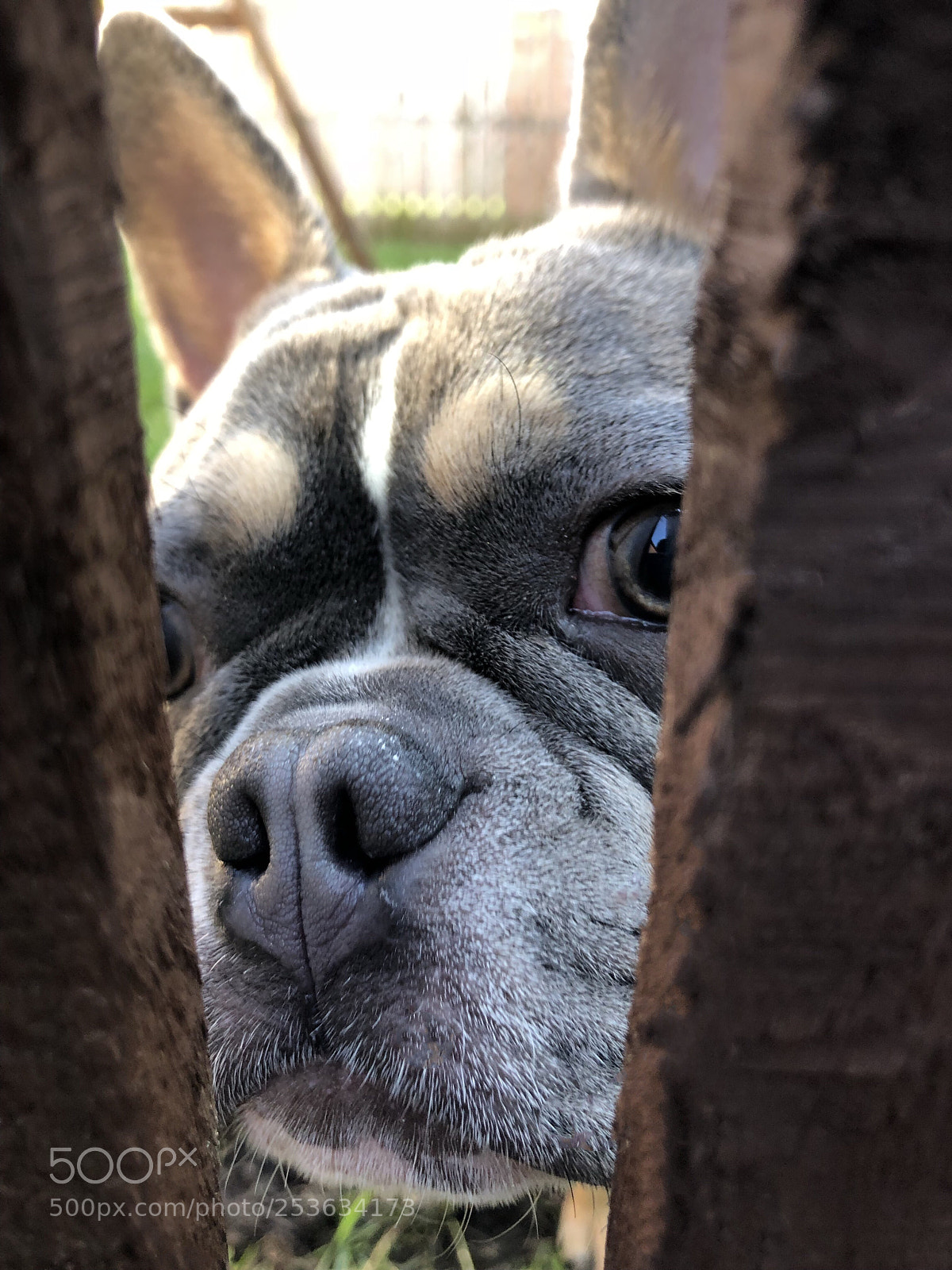 Apple iPhone 8 Plus sample photo. Through the fence my photography