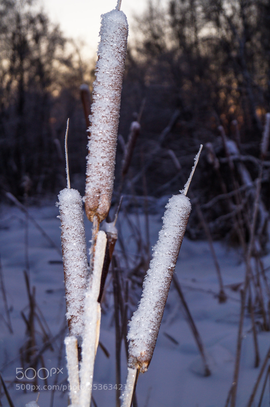 Sony SLT-A37 sample photo. камыши photography