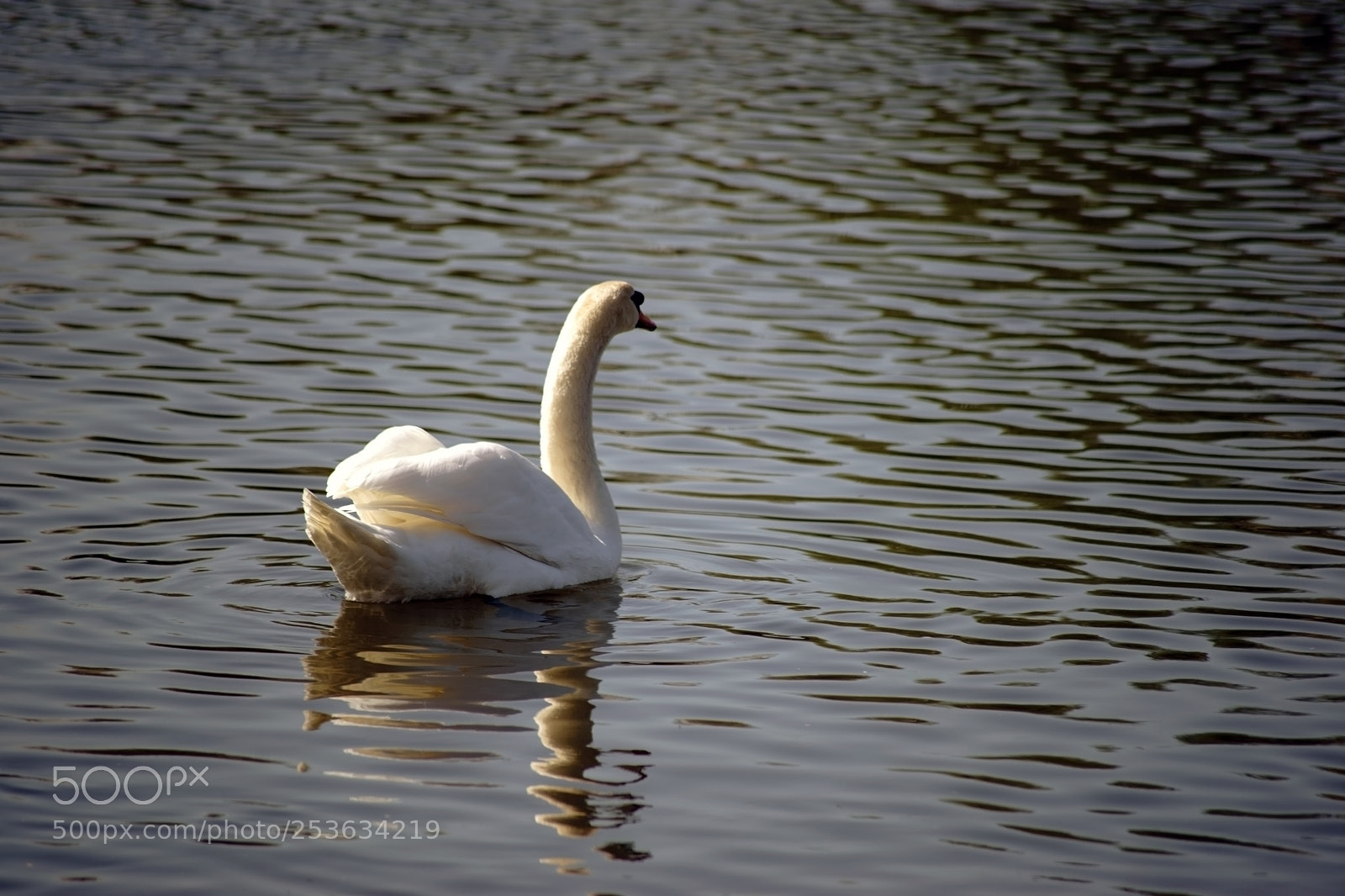 Sony a7 II sample photo. Swan is reflected in photography