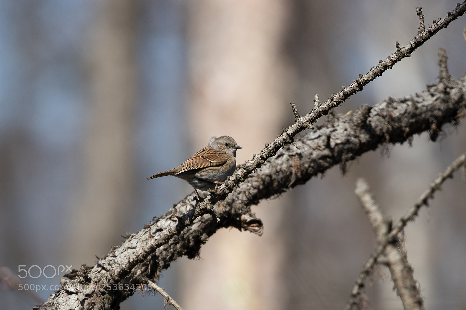 Canon EOS 80D sample photo. Dunnock photography