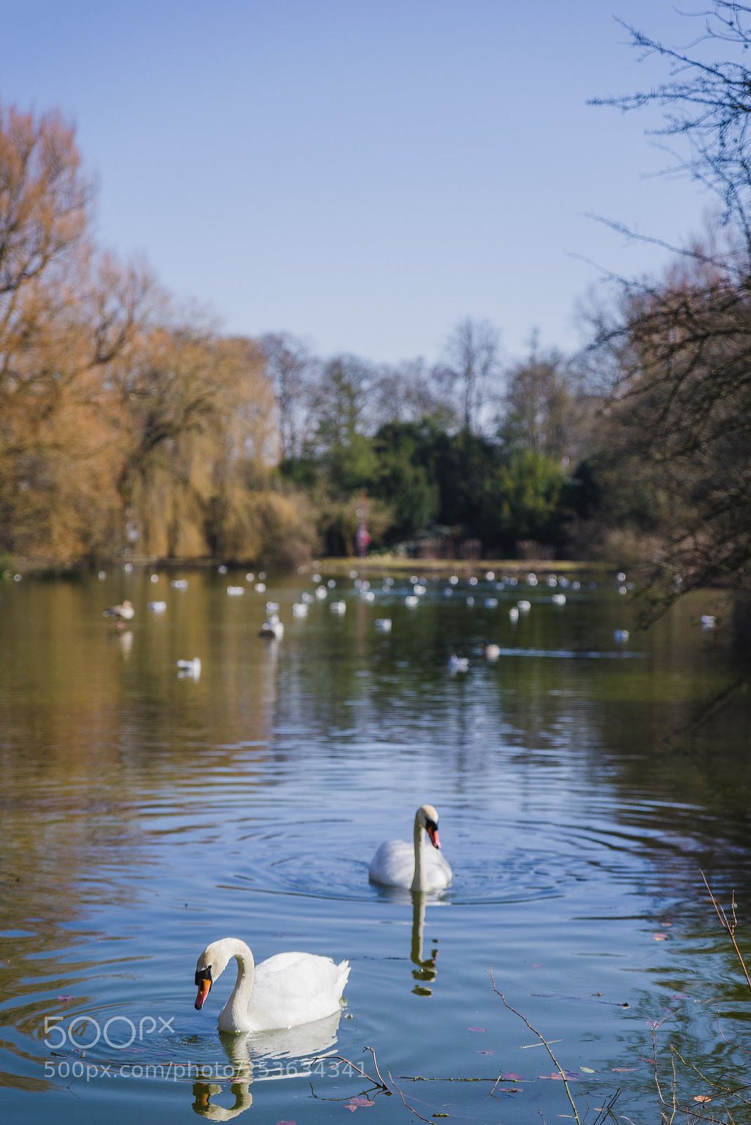 Pentax K-1 sample photo. King and queen of photography
