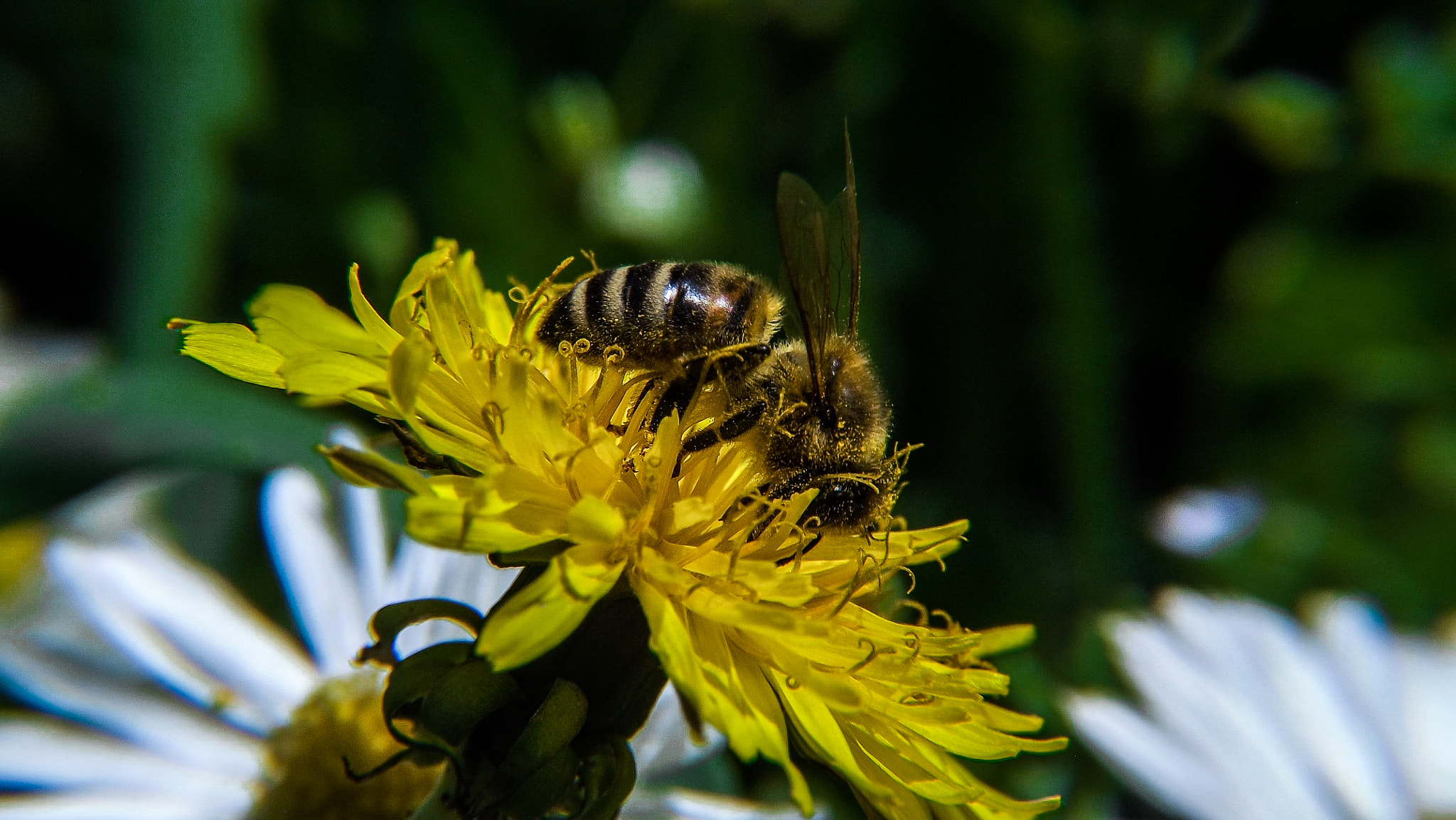 Fujifilm FinePix S4500 sample photo. Harvesting photography