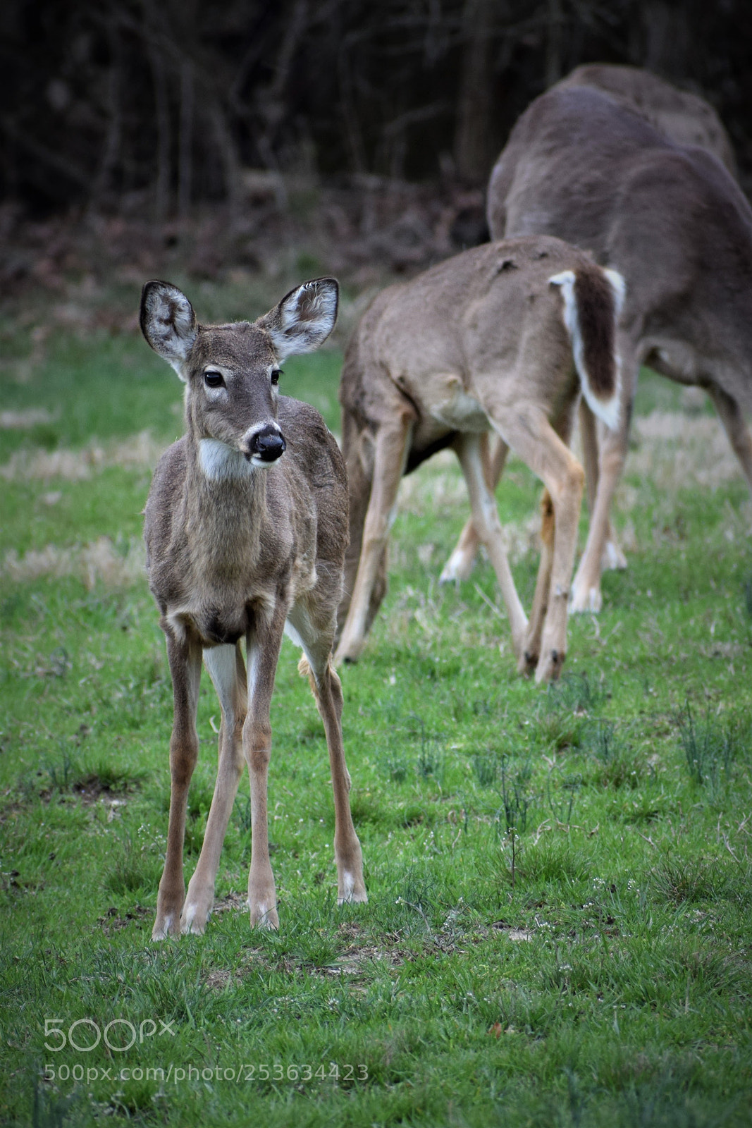 Nikon D3300 sample photo. Startled photography