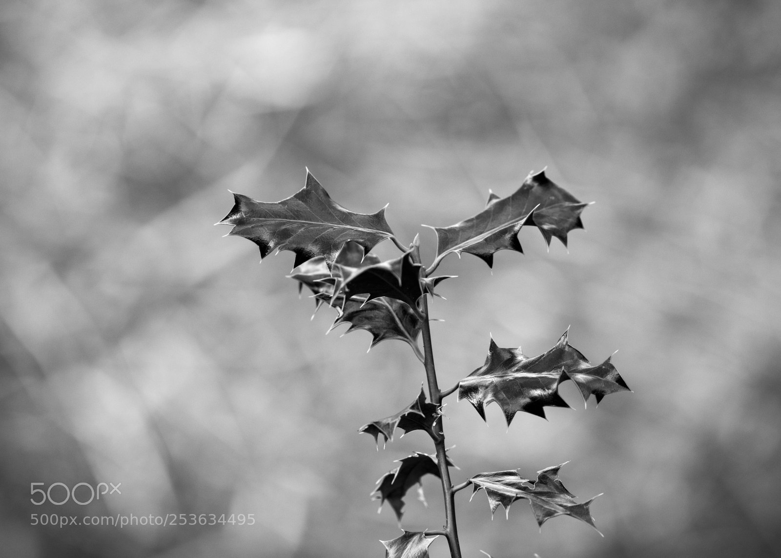 Canon EOS 5D Mark IV sample photo. Holly photography