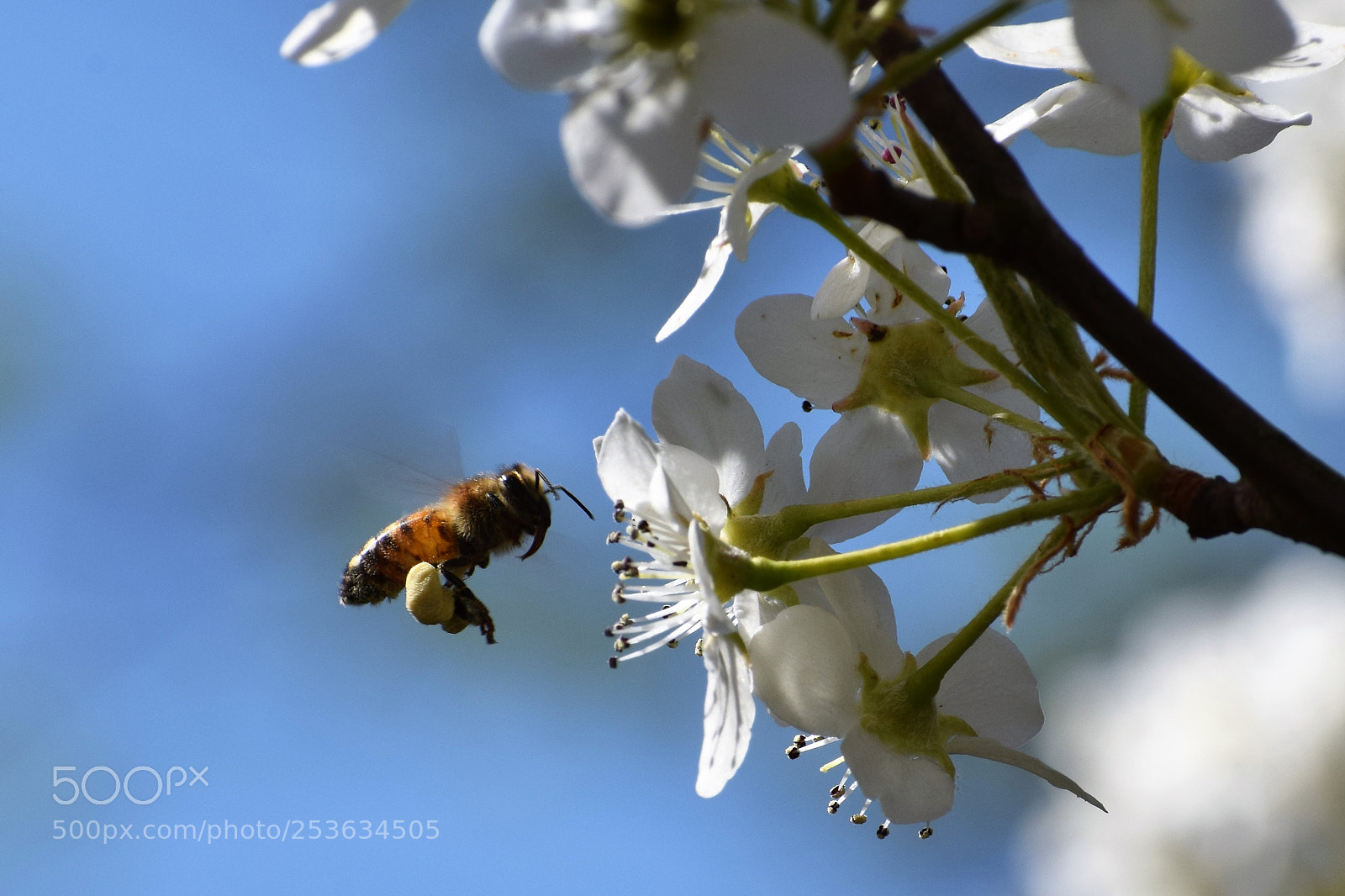 Nikon D3300 sample photo. Midmorning snack photography