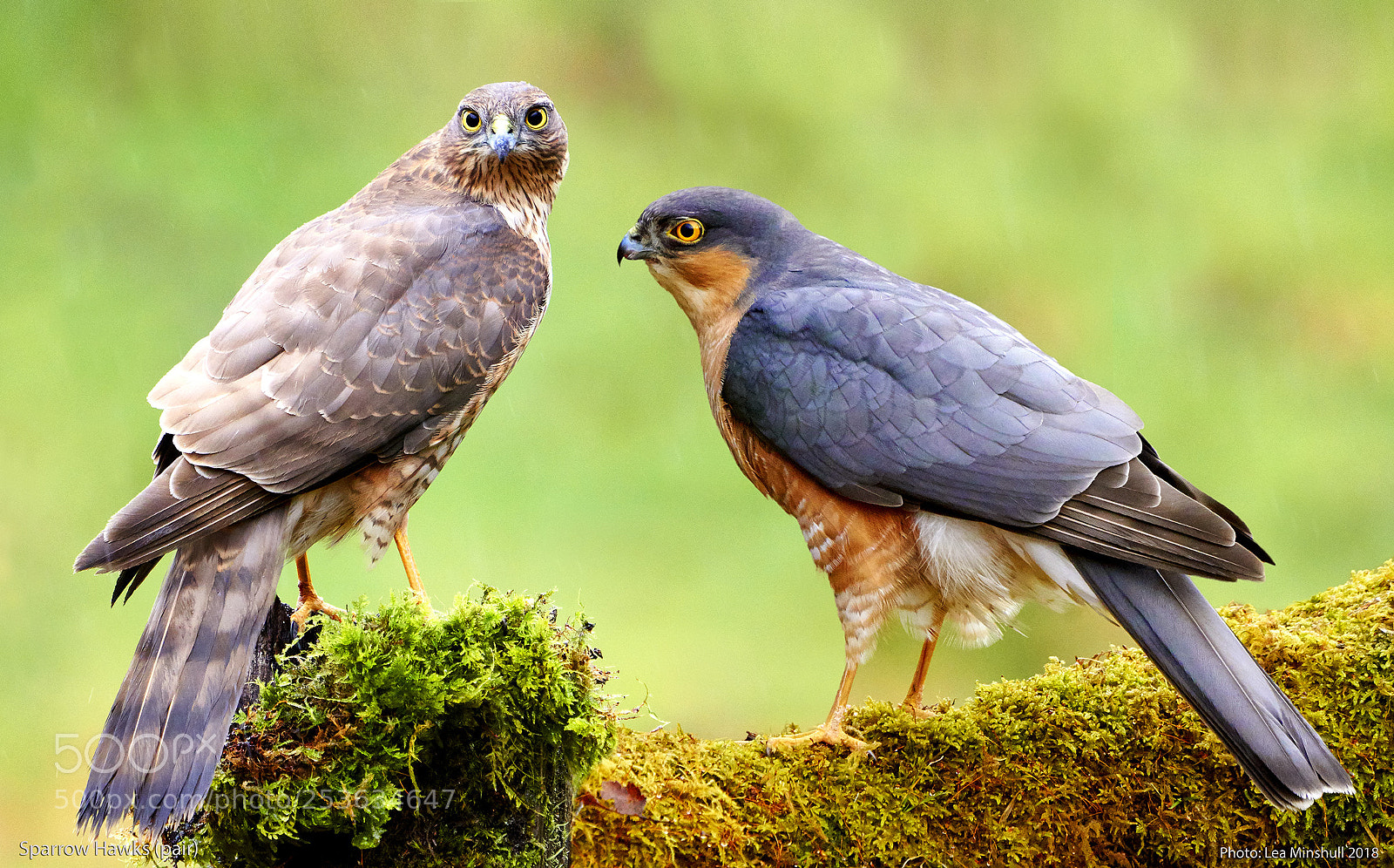 Sony a6500 sample photo. Sparrow hawks (pair) photography