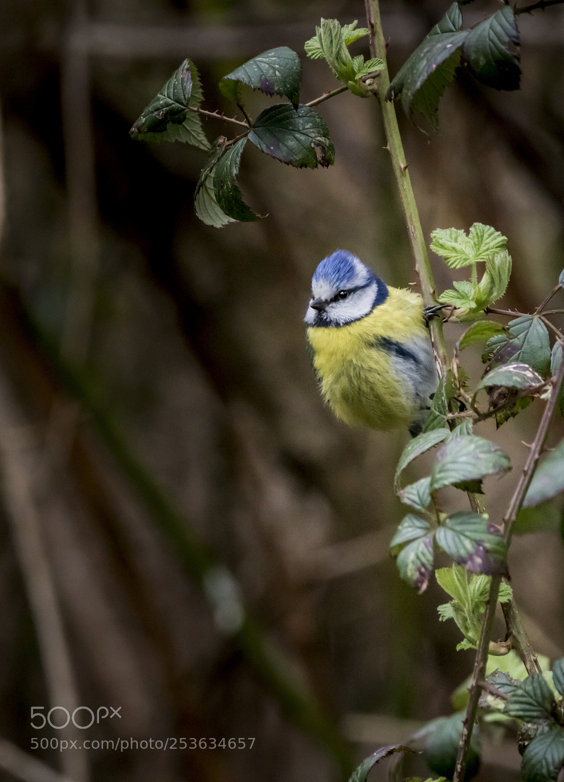 Canon EOS 750D (EOS Rebel T6i / EOS Kiss X8i) sample photo. Blue tit photography