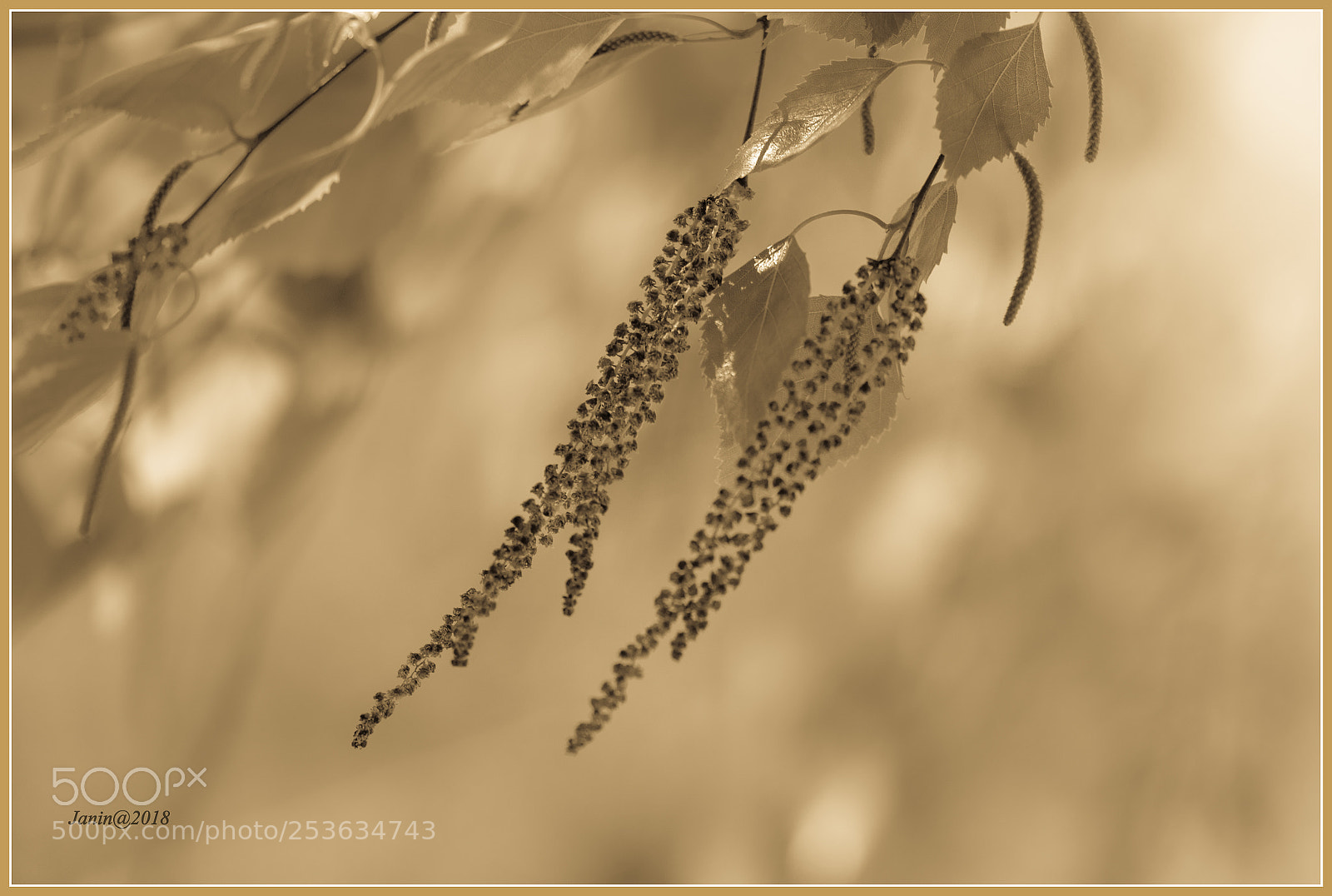 Canon EOS 77D (EOS 9000D / EOS 770D) sample photo. Golden bels photography