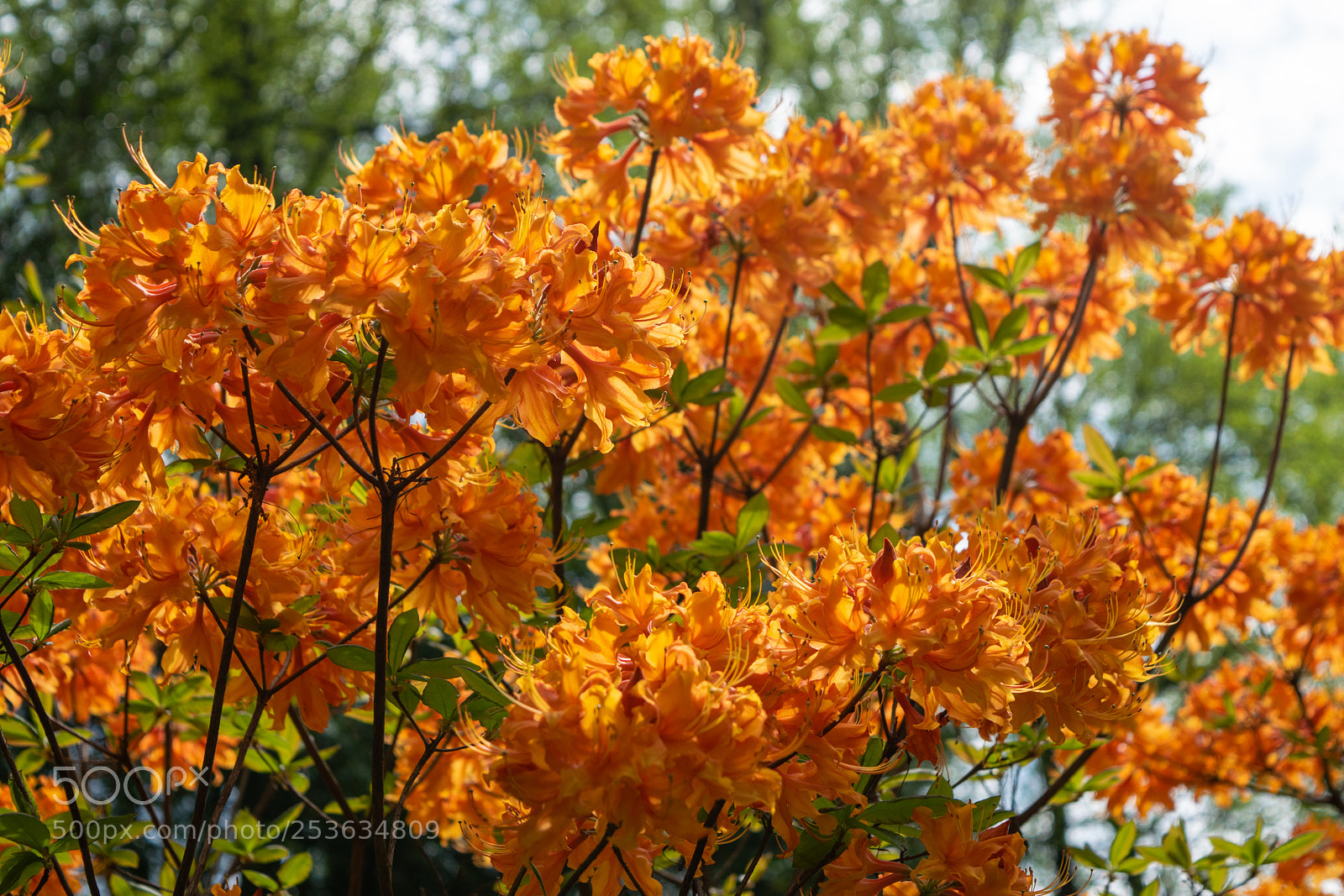 Nikon D5300 sample photo. Essence of orange photography