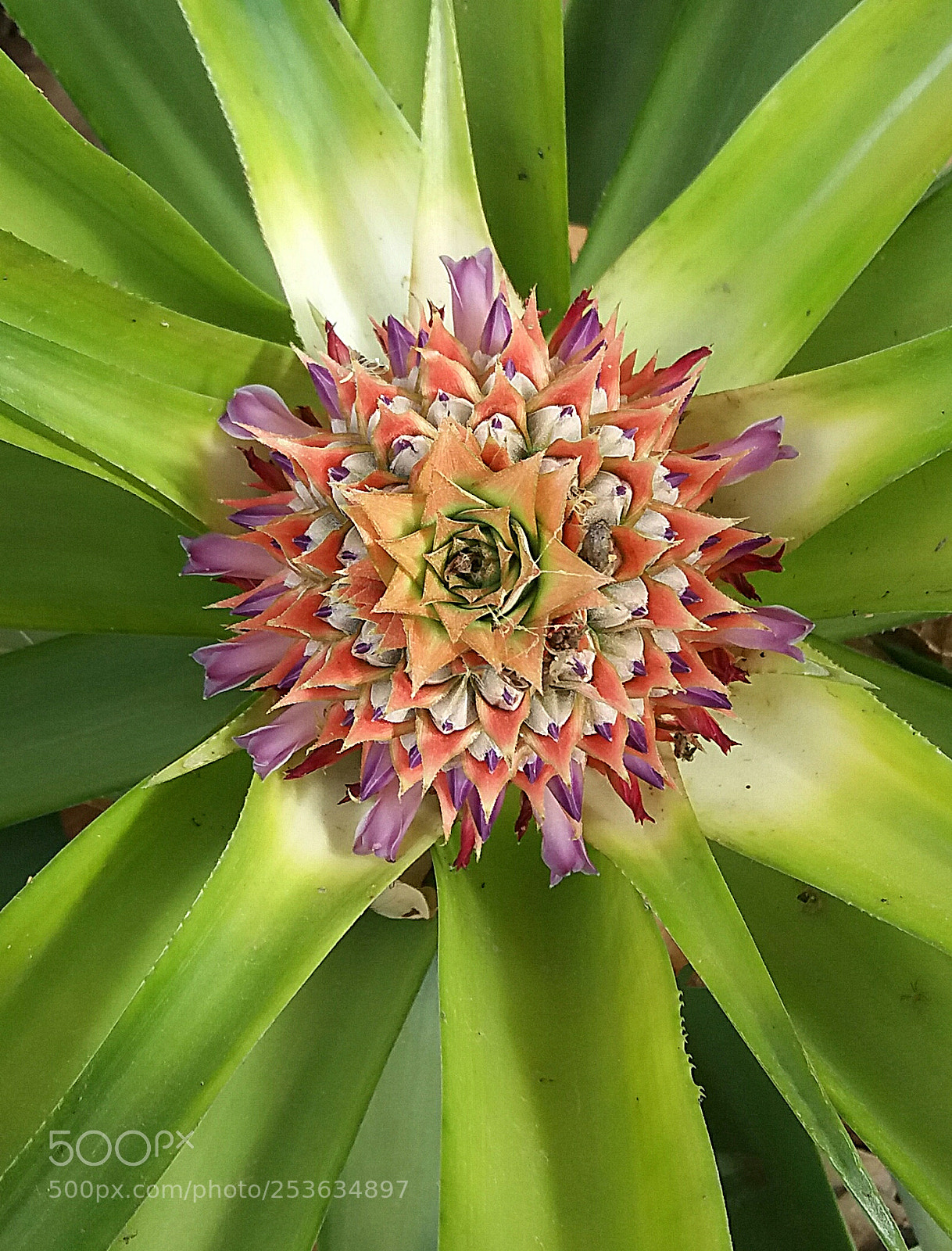 Samsung Galaxy J5(2016) sample photo. Pineapple photography