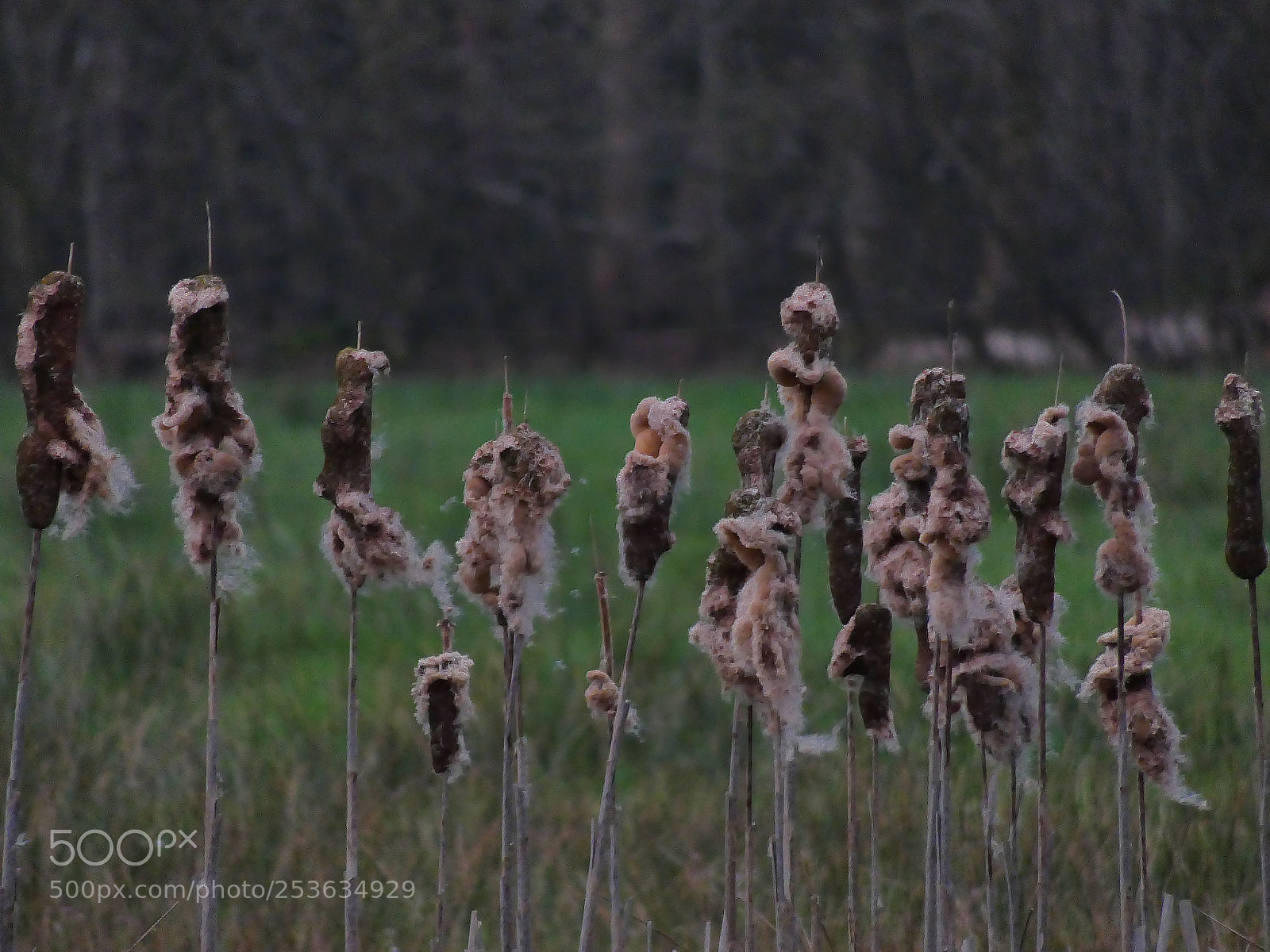 Panasonic Lumix DC-FZ80 (Lumix DC-FZ82) sample photo. Typha l photography