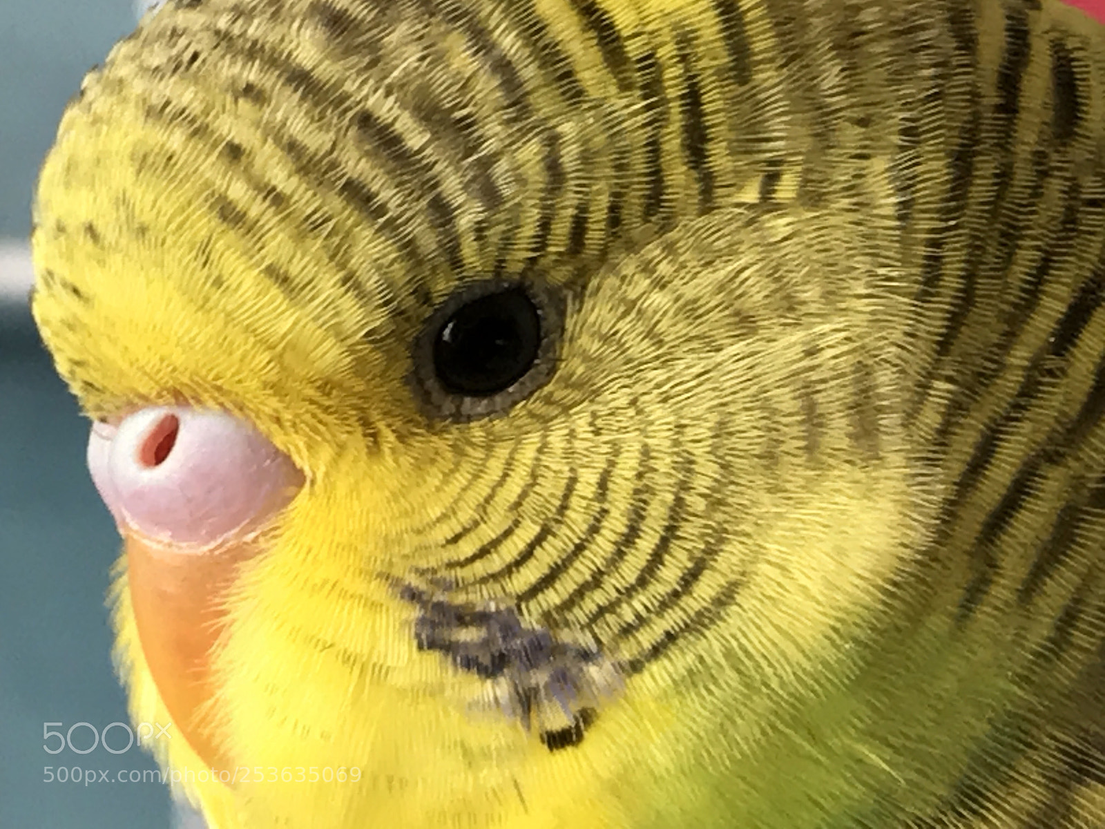 Apple iPhone 7 sample photo. Bird photography