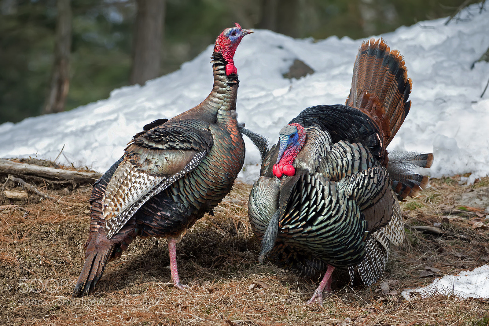 Canon EOS-1D X sample photo. Wild turkeys 8669 photography