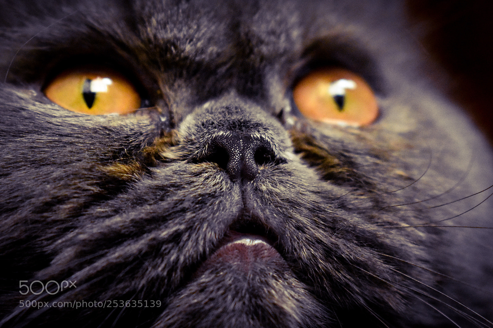 Nikon D3400 sample photo. Grey kitty photography