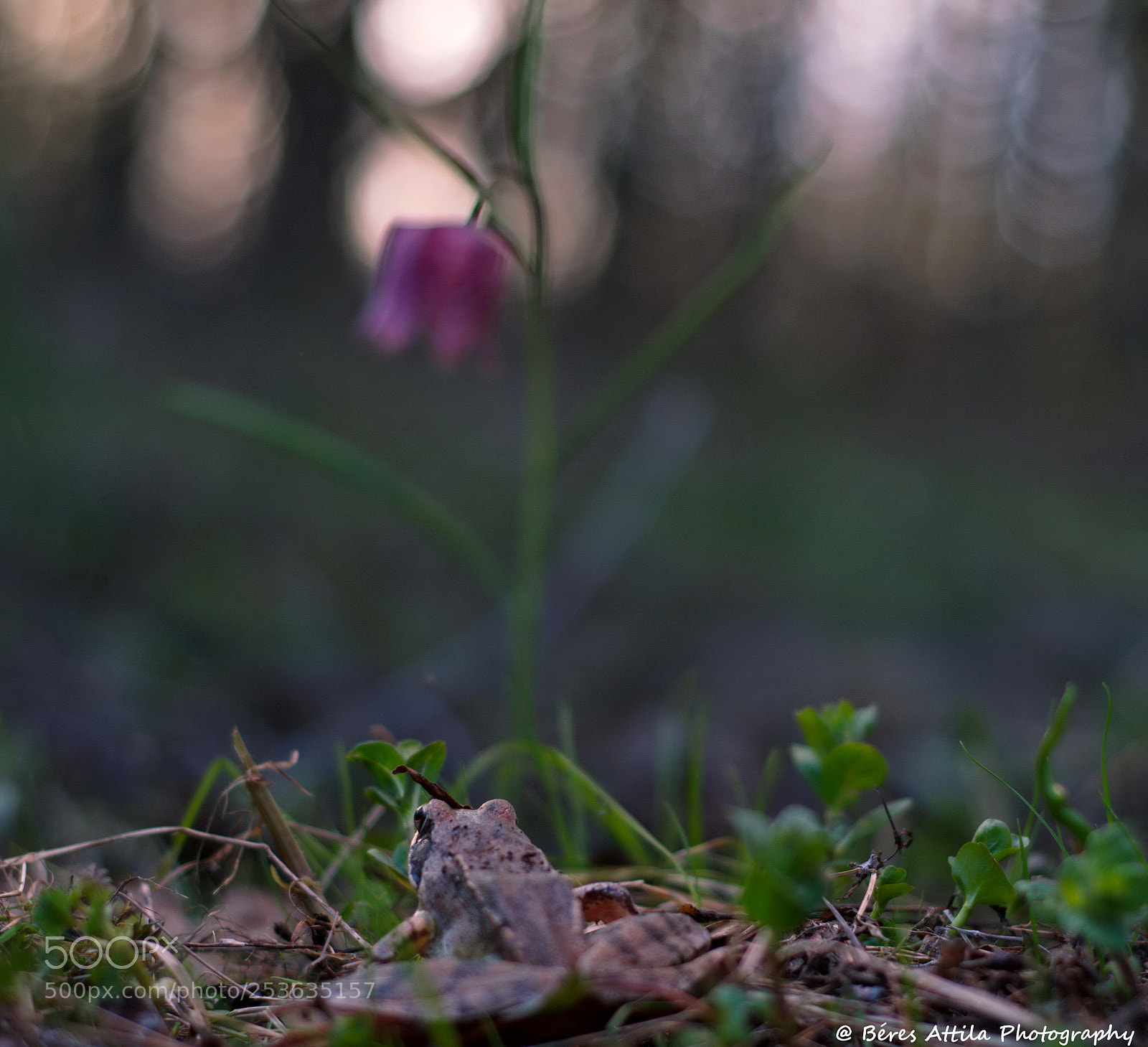 Nikon D3300 sample photo. The fog princess photography