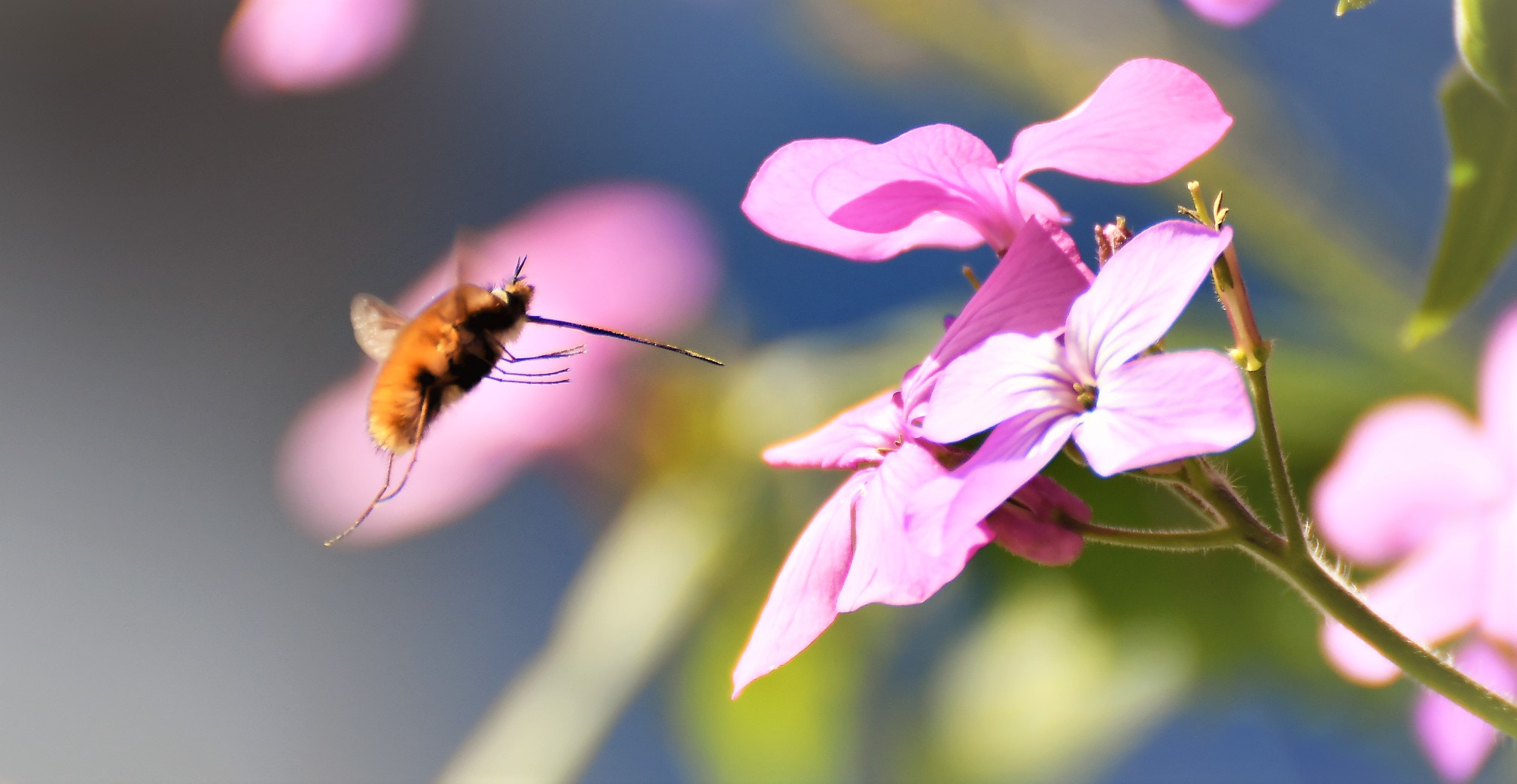 Nikon D500 sample photo. Drôle d'insecte photography