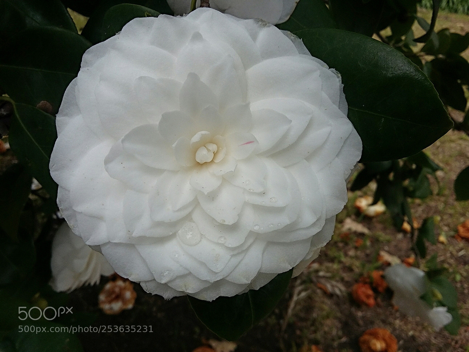 Samsung Galaxy Grand Prime sample photo. Camellia flower wet from photography