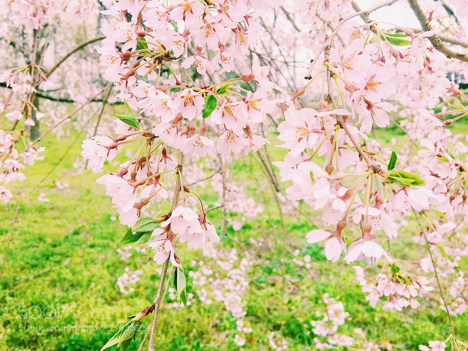 Apple iPhone 6s Plus sample photo. Ｓａｋｕｒａ photography