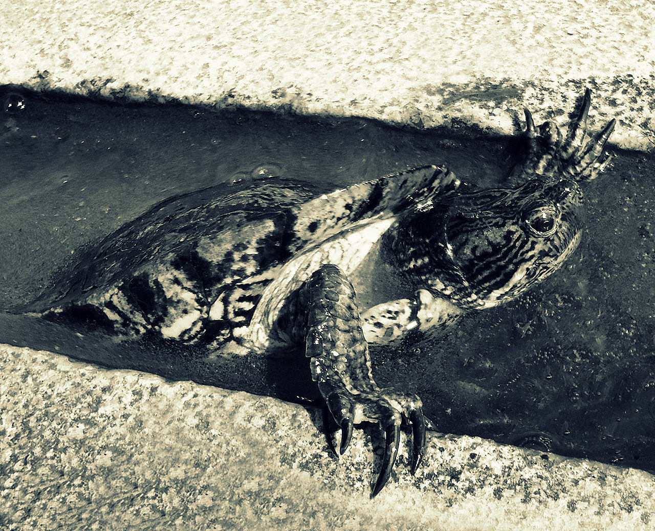 Sony Cyber-shot DSC-W610 sample photo. Turtle godzilla photography