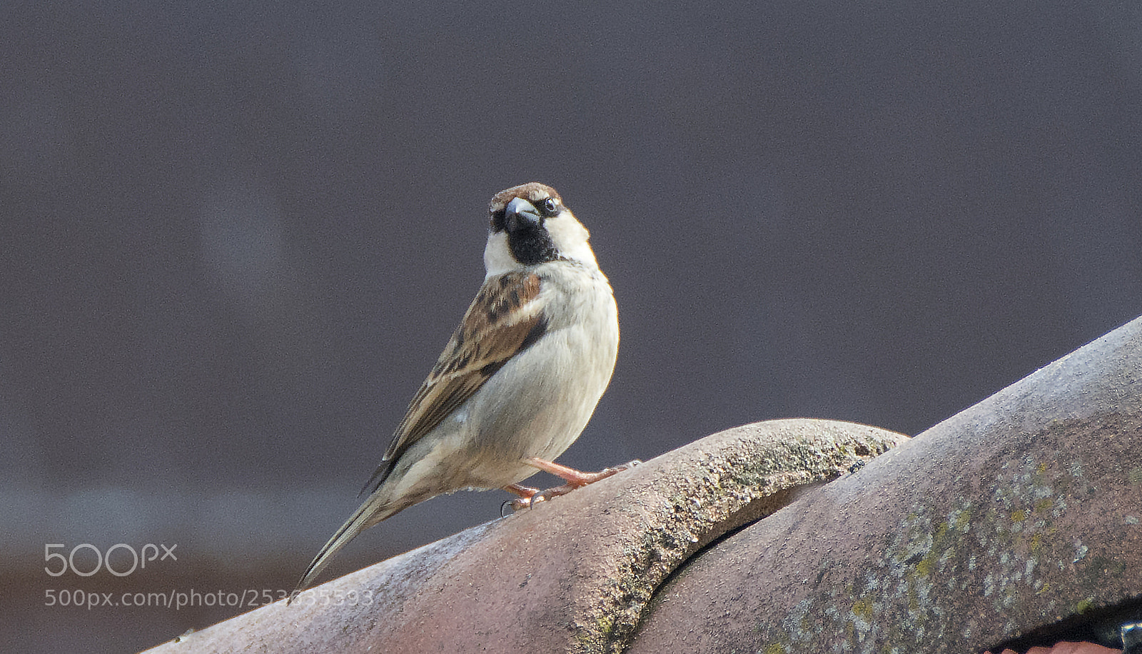 Nikon D7100 sample photo. Sparrow photography