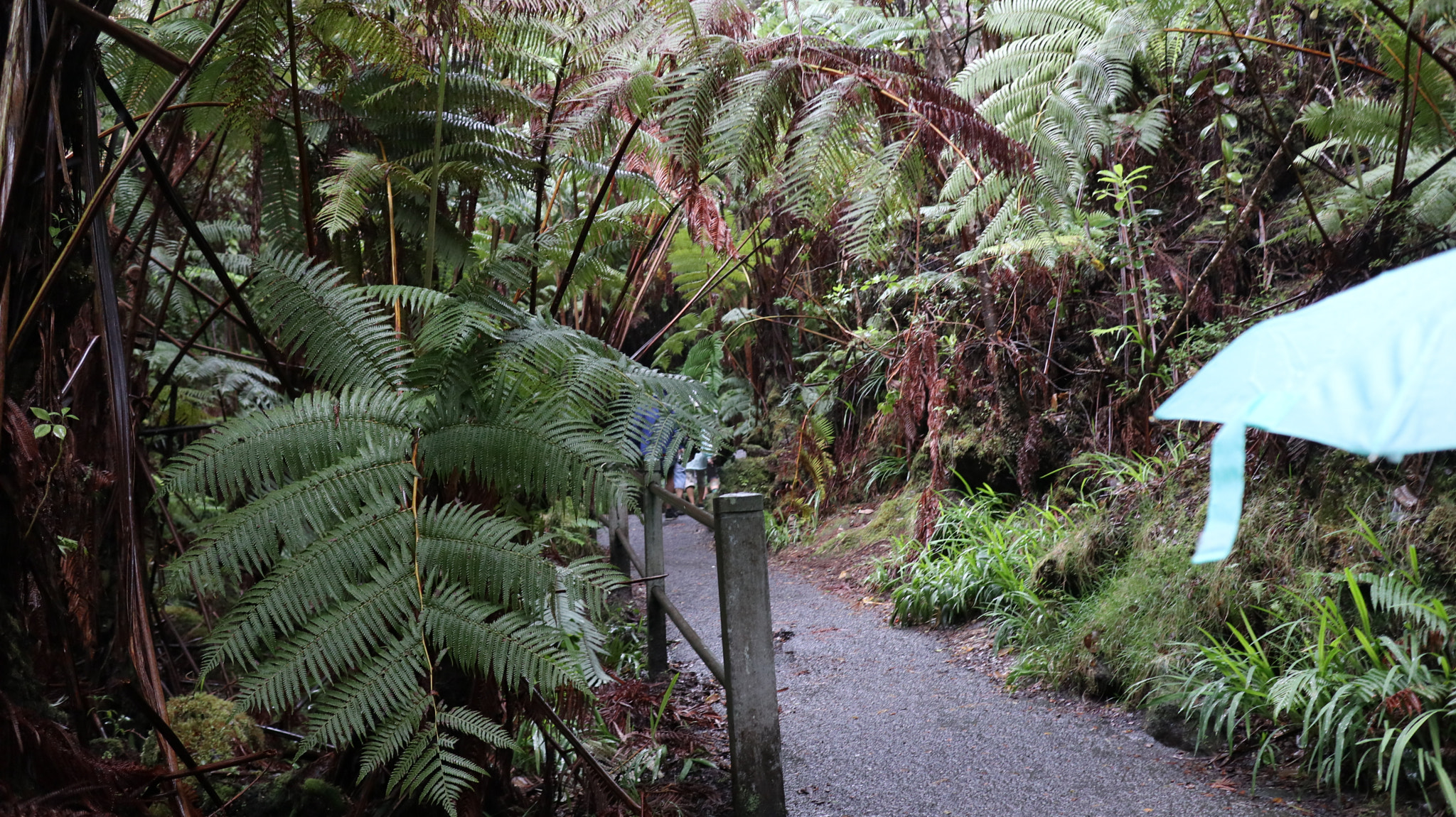 Canon EF-M 22mm F2 STM sample photo. Hawaii volcano national park photography